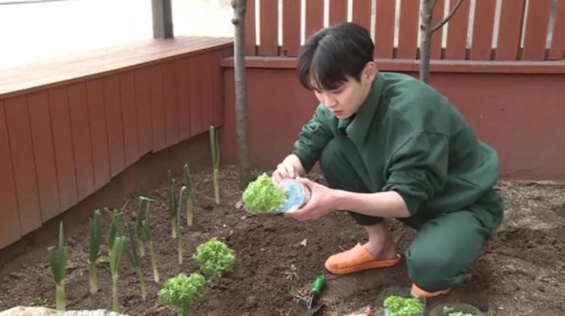 [김유림의 연예담] “샤이니 키도 직접 길러 먹어요”… 연예인도 빠진 ‘파테크’ 열풍