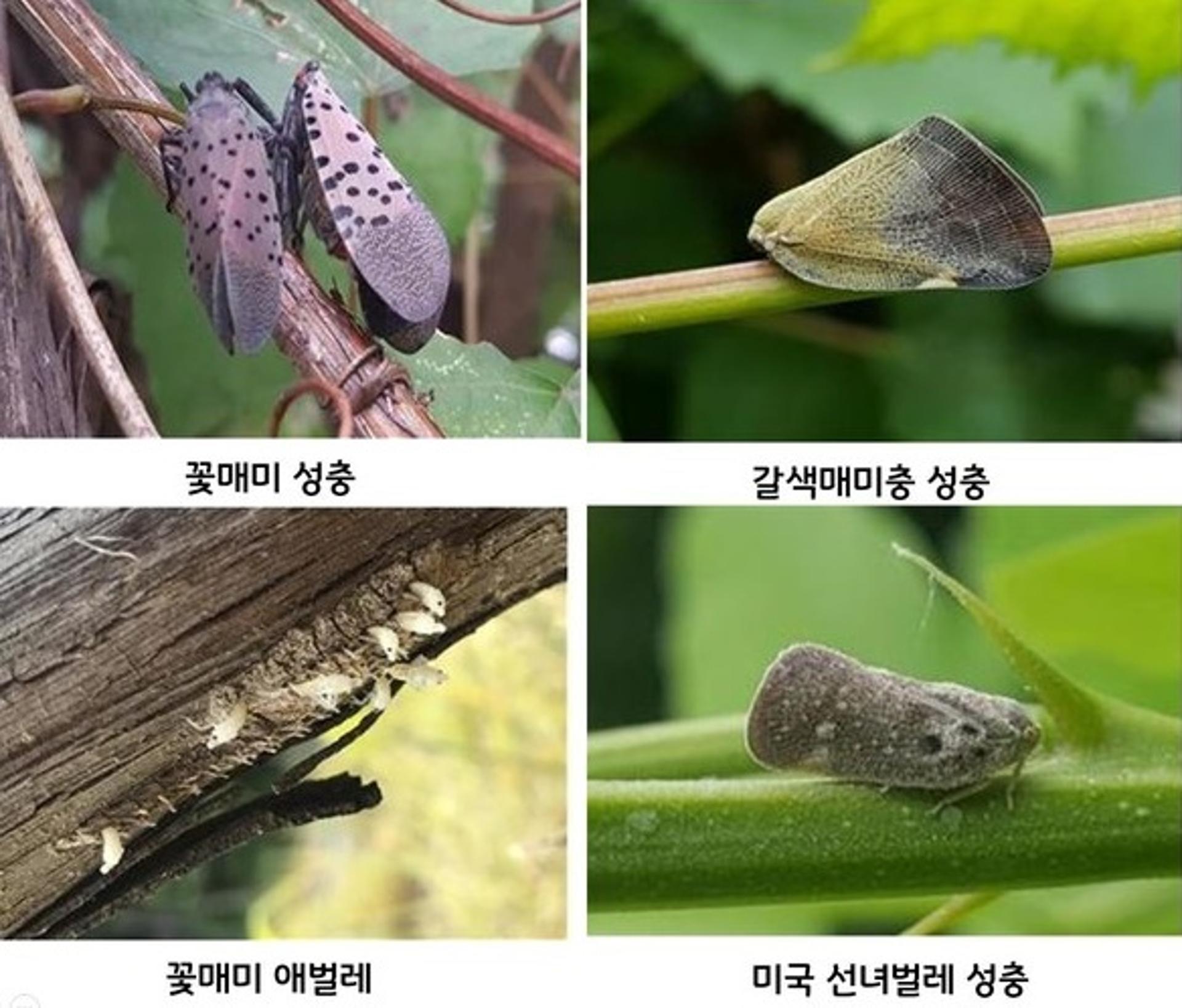 경기도 농기원, "외래 매미충류 지난해보다 발생시기 3~7일 빨라" 적기 방제 당부