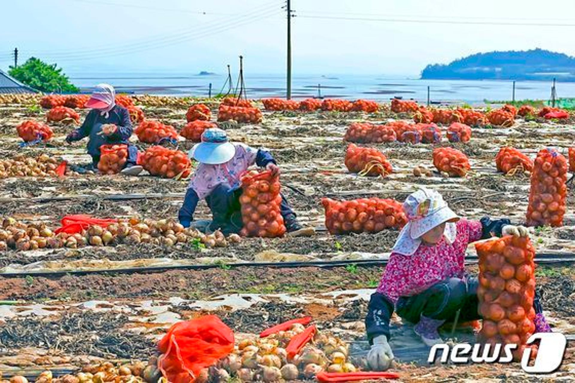 "양파 사세요"…무안군, 시중가 대비 20~30% 할인판매