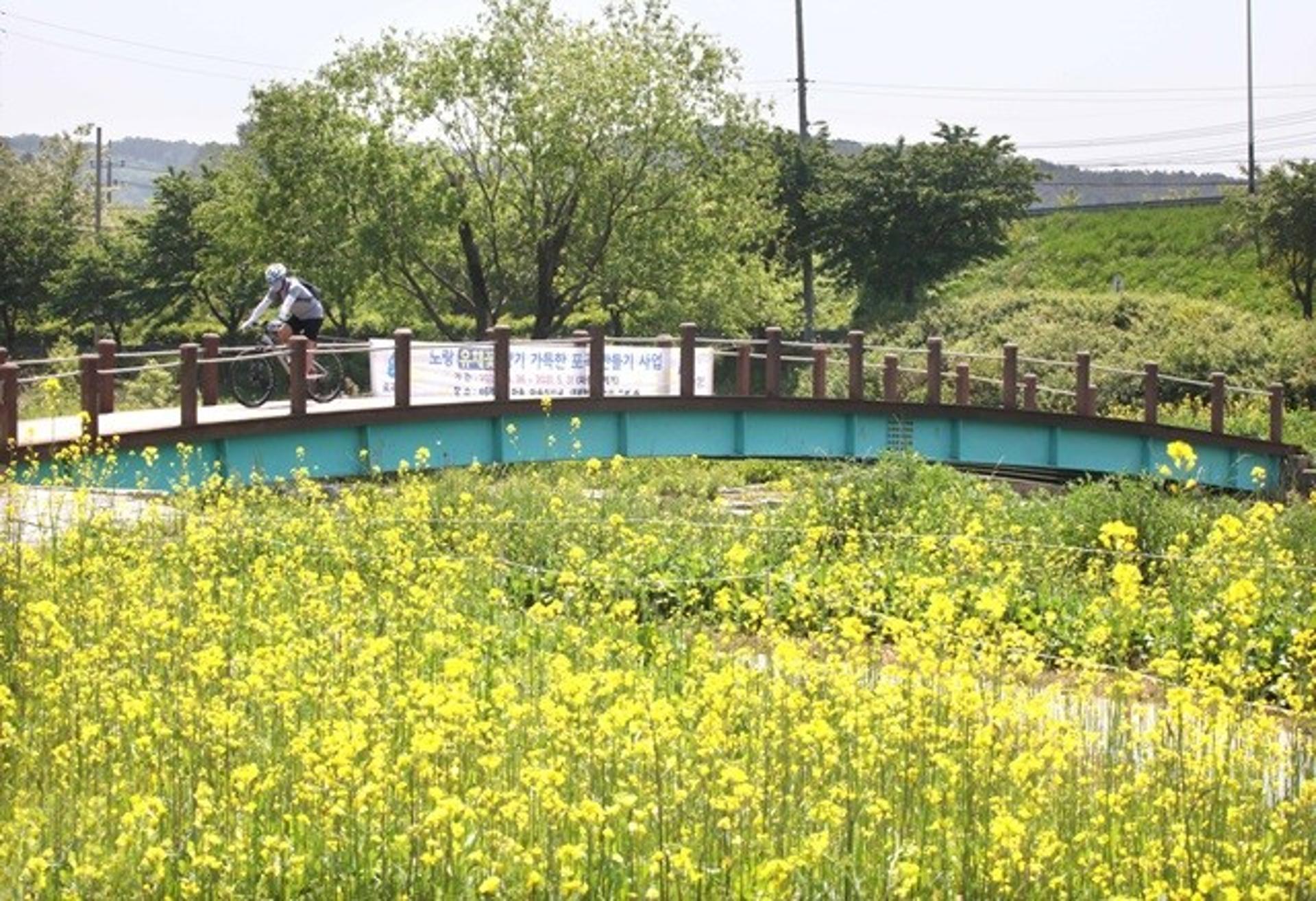 용인시, 언제 어디서나 봄 정취 느낄수 있도록 관내 곳곳에 꽃밭 조성