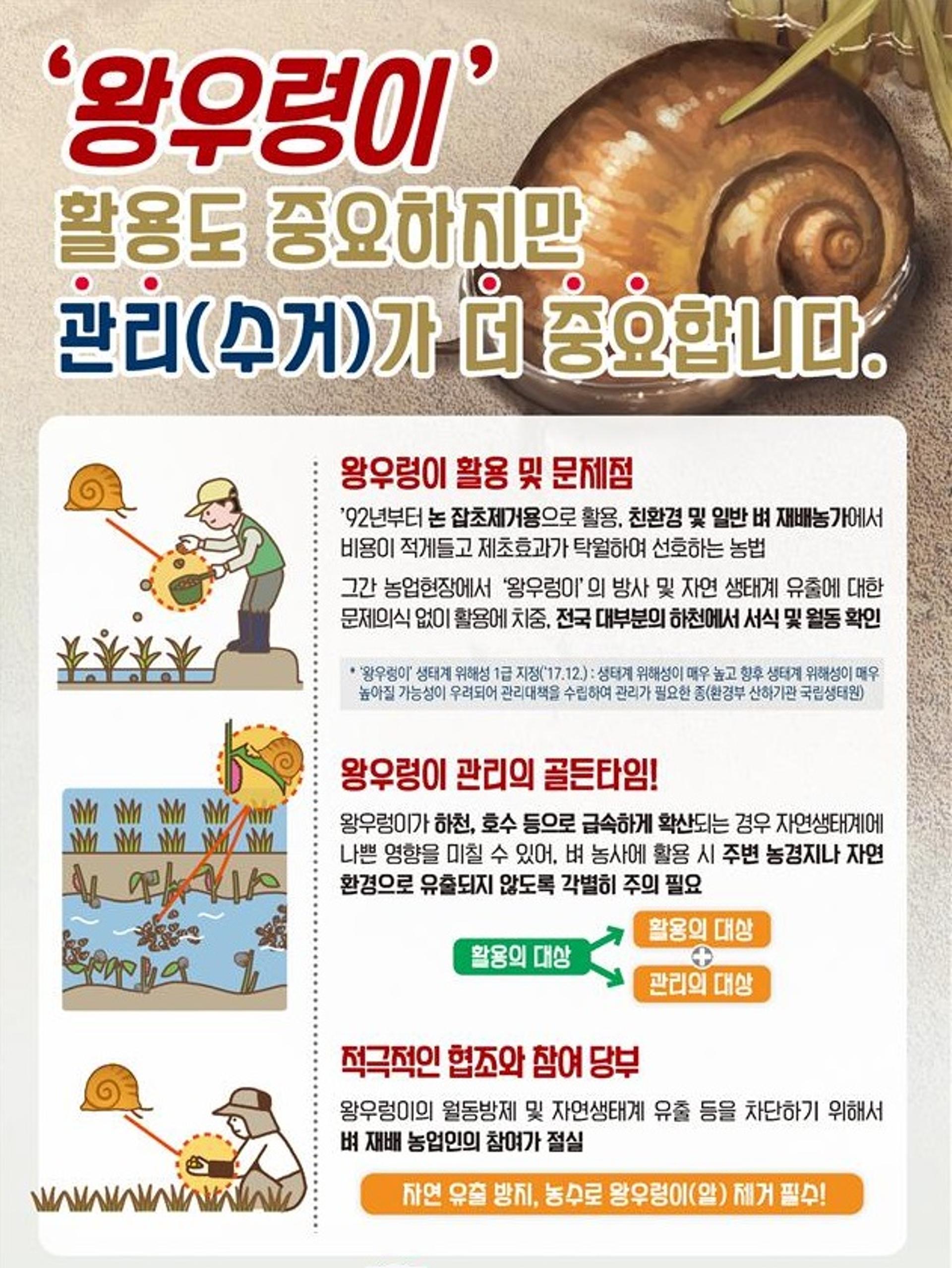 경기도 농기원 "잡초방제용 왕우렁이는 외래종…효과 좋지만 철저히 관리해야"