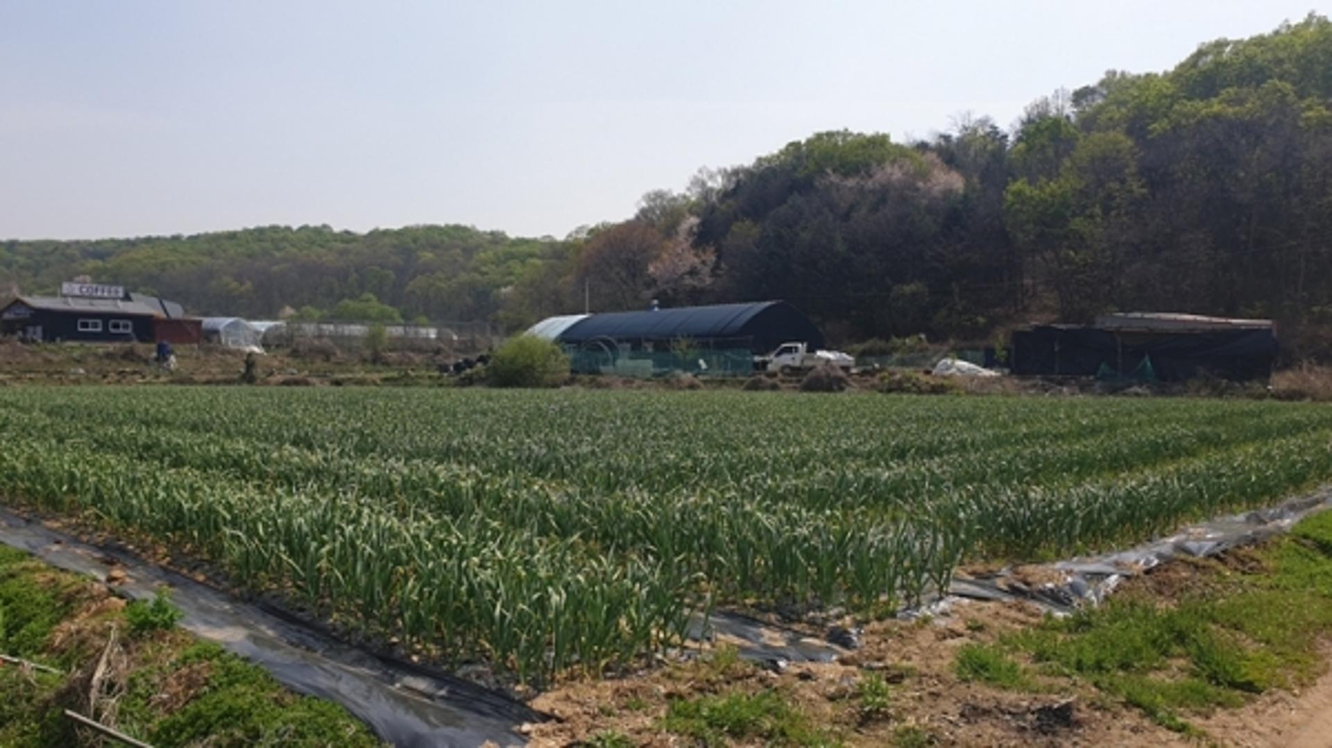 파주시, 마늘 신품종 3년간 시험재배…농업인 소득화 앞장