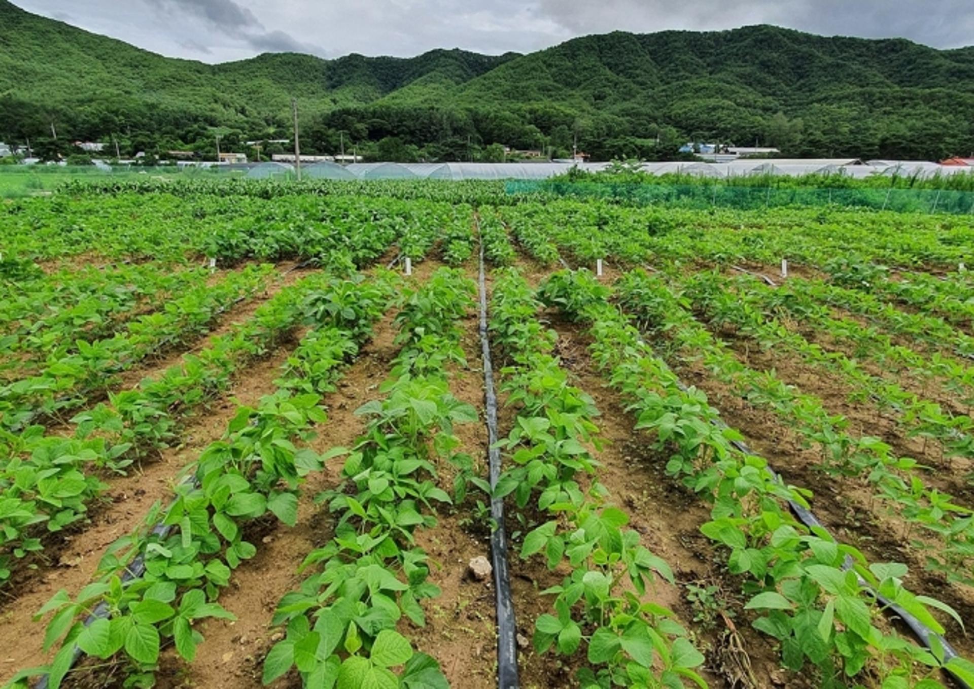 경기도농업기술원 "최고품질 경기콩 재배, 적기 파종 중요"