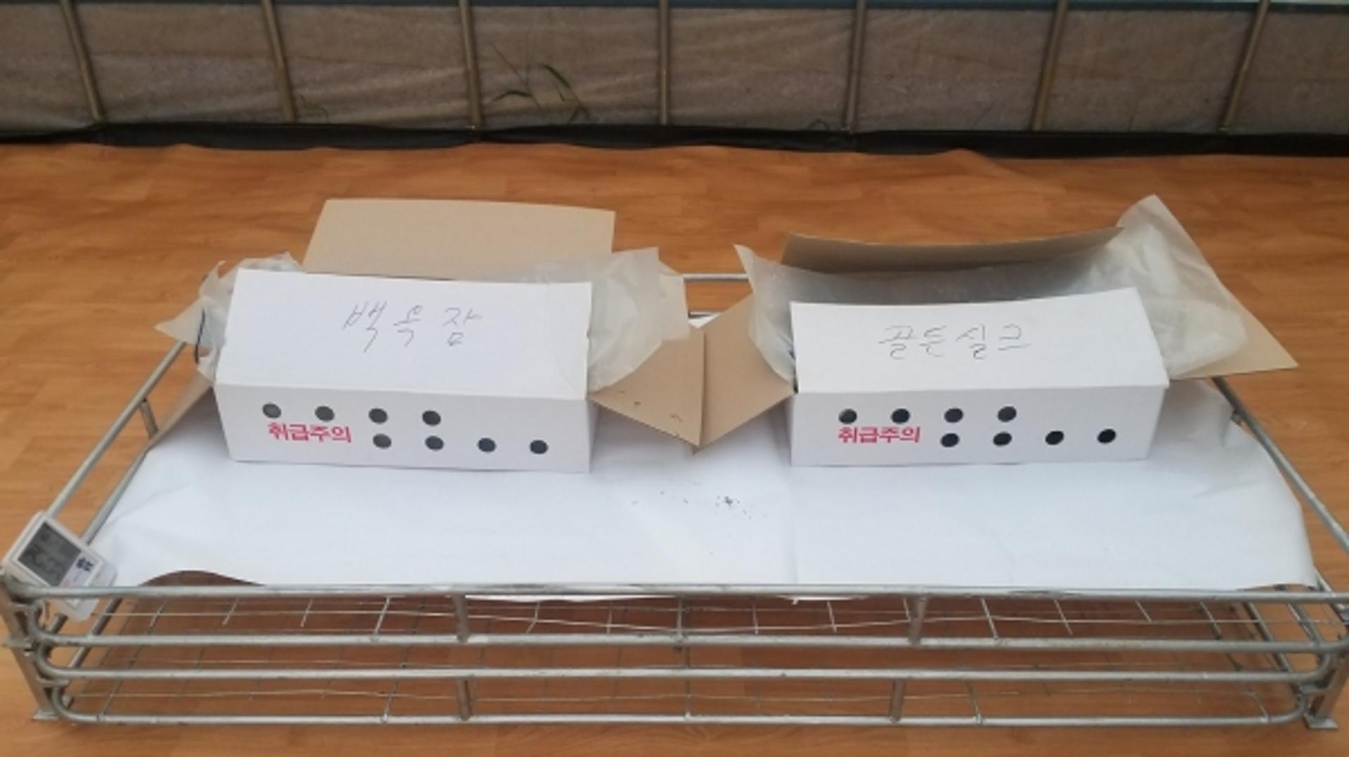 파주시, 기능성 홍잠 생산 위한 누에 시범사육