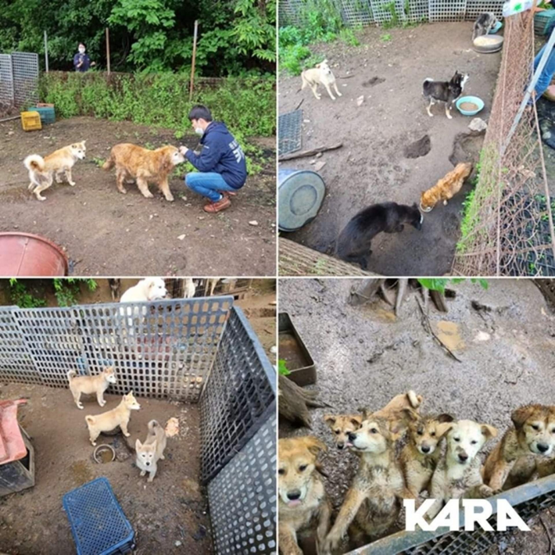 "남양주 개물림 현장 개농장서 사라진 40마리 개들 어디 갔나?…지자체는 방관만"