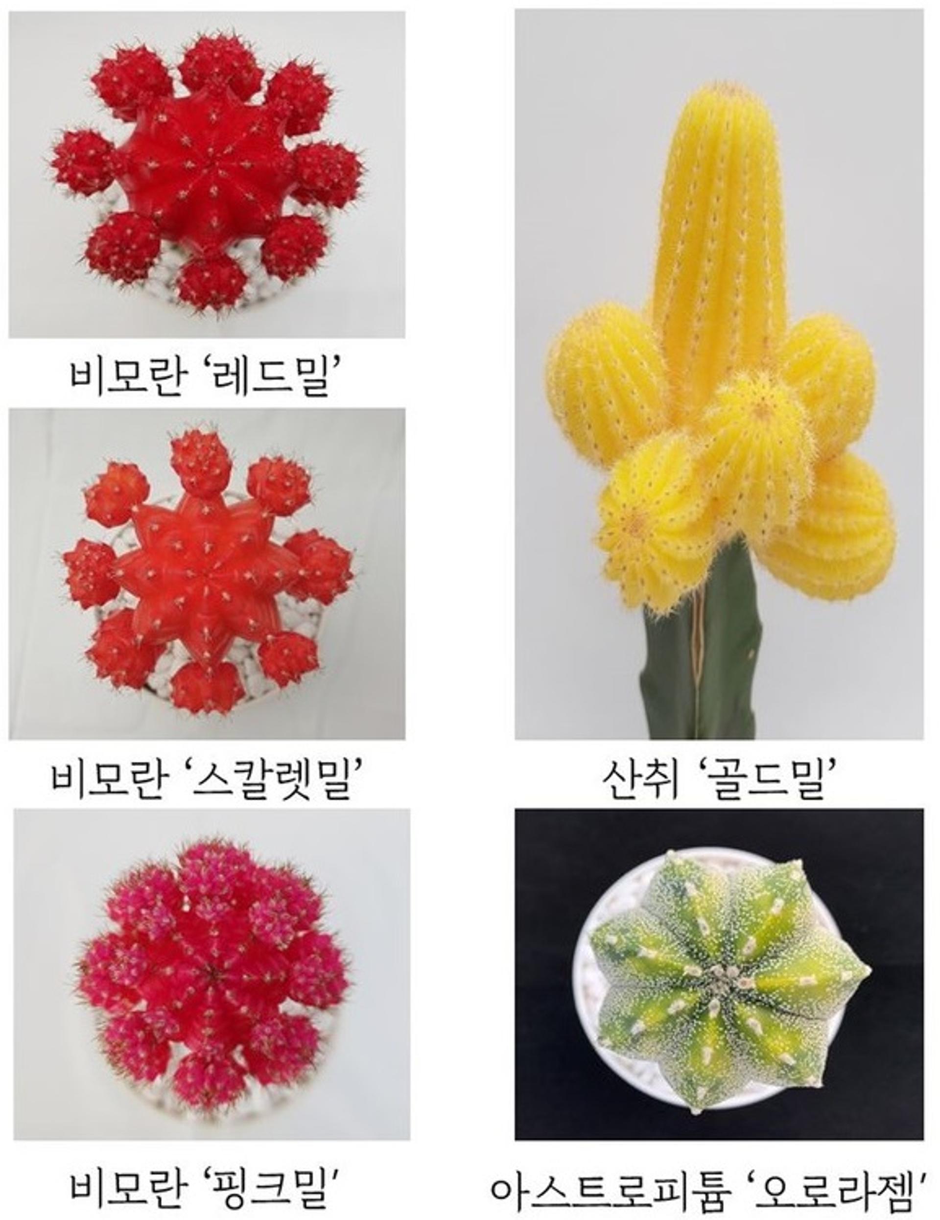경기도 농업기술원, 비모란 ‘레드밀’ 등 수출용 접목선인장 신품종 개발