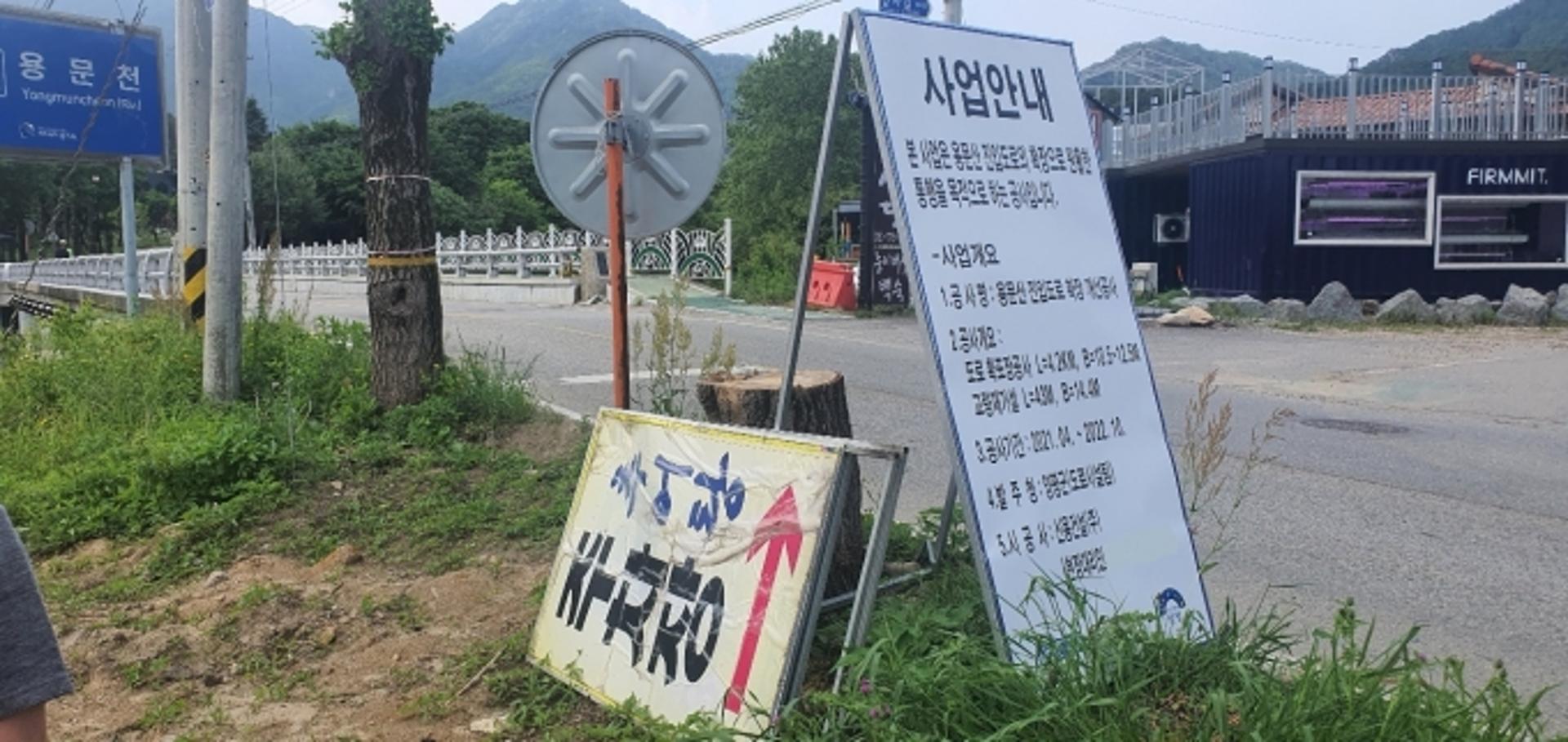 양평 용문산 진입로의 수십년 은행나무 '싹뚝'…알고 베었나 모르고 베었나?