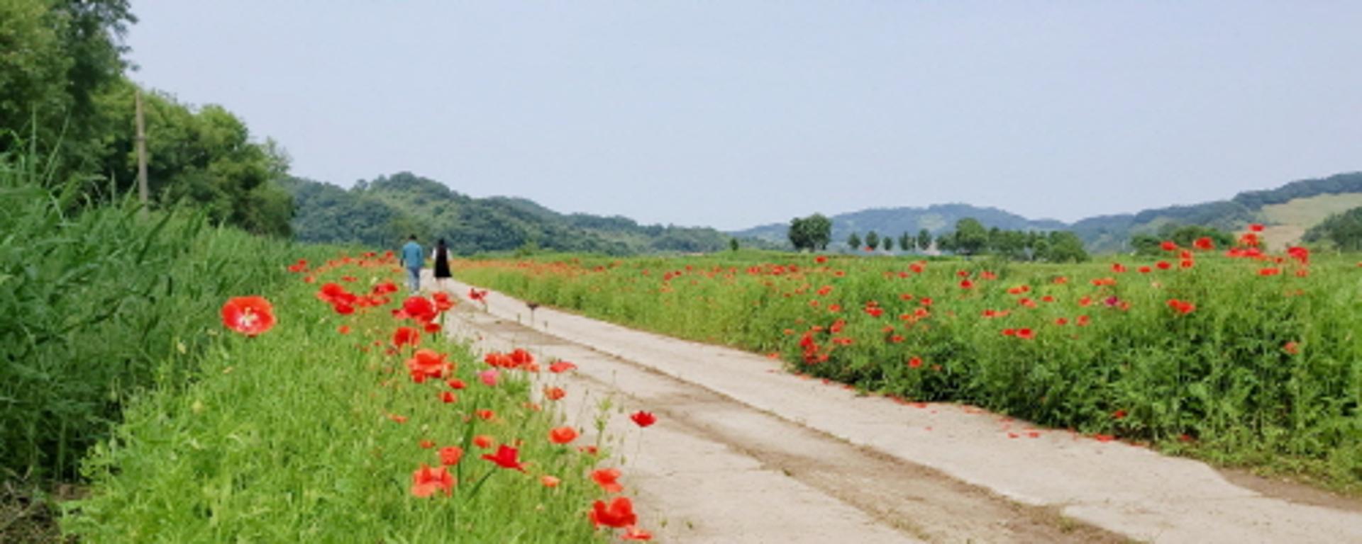 중면 임진강변에서 양귀비를 만나다…연천군, '돌무지십리꽃길' 조성