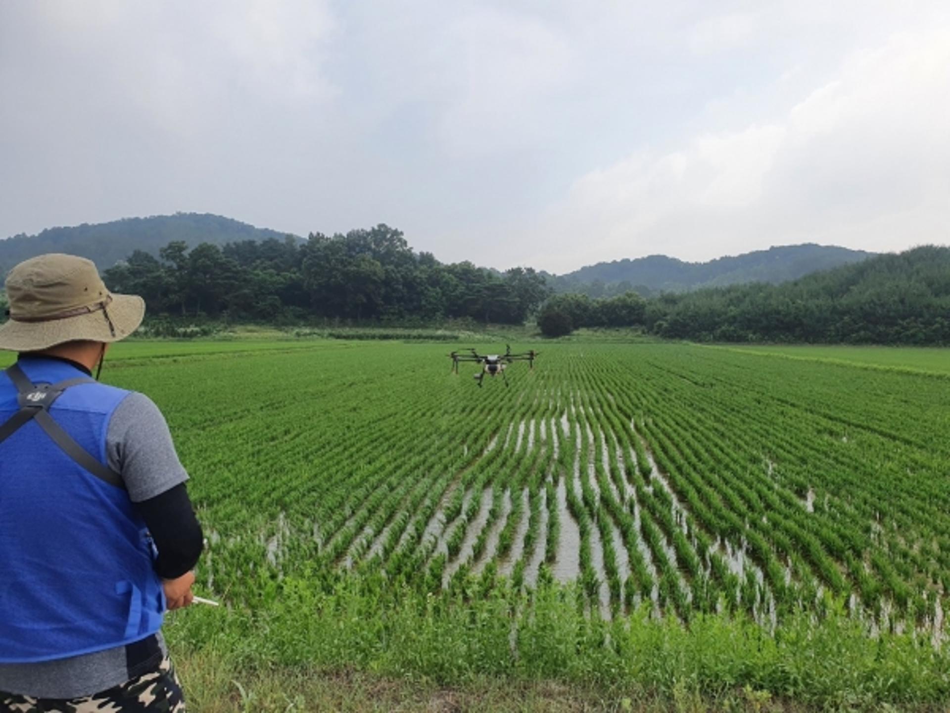 여주시, 벼 병해충 공동방제…명품쌀 생산에 박차