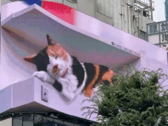 도쿄 한복판에 호랑이보다 큰 고양이 출몰 "집사는 누구?"[영상]