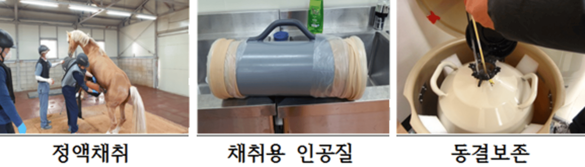 경기도축산진흥센터, 동결정액 인공수정 기술로 양질 승용마 생산 박차