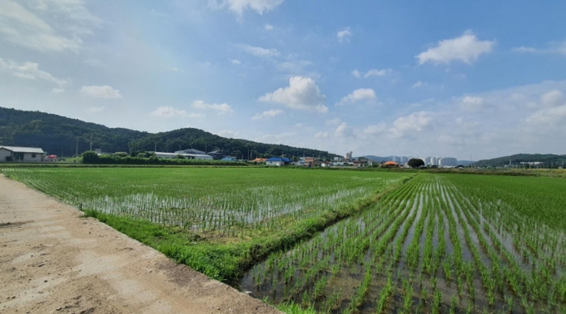 용인시, 생산비·노동력 줄이는 ‘드문 모심기’ 첫 도입