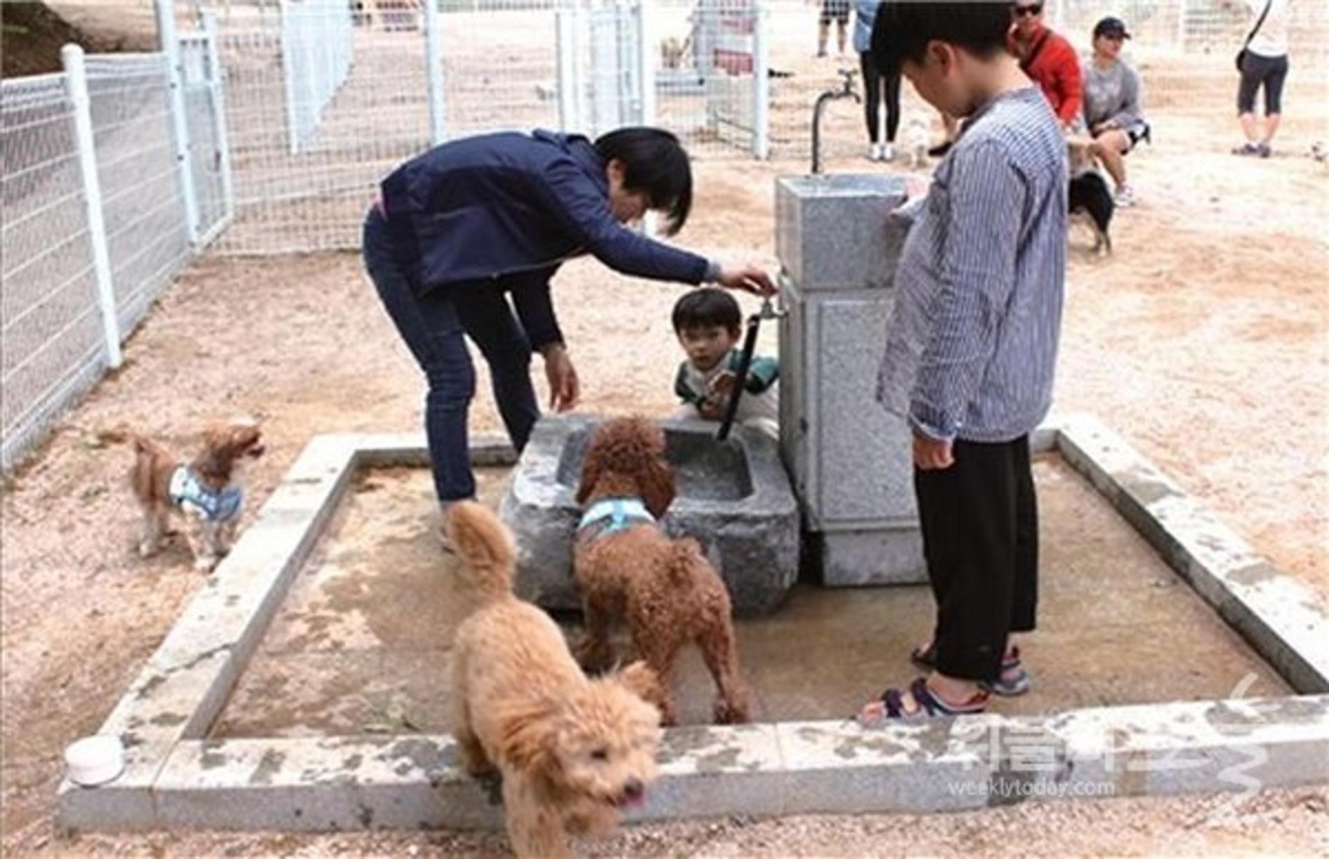 경기도 하천, 사람·동물 공존공간으로 거듭난다…반려견음수대·배변봉투함 설치 시범사업