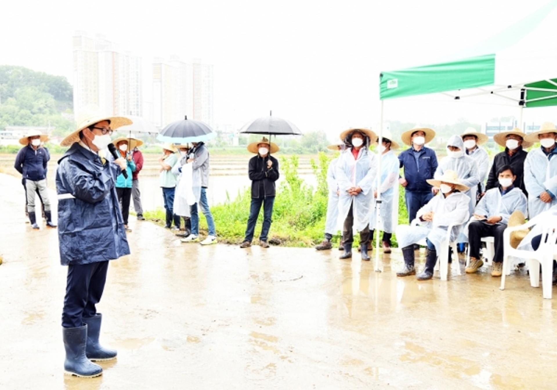 파주시, '참드림'으로 외래품종 대체한다…재배면적 3000ha까지 늘려