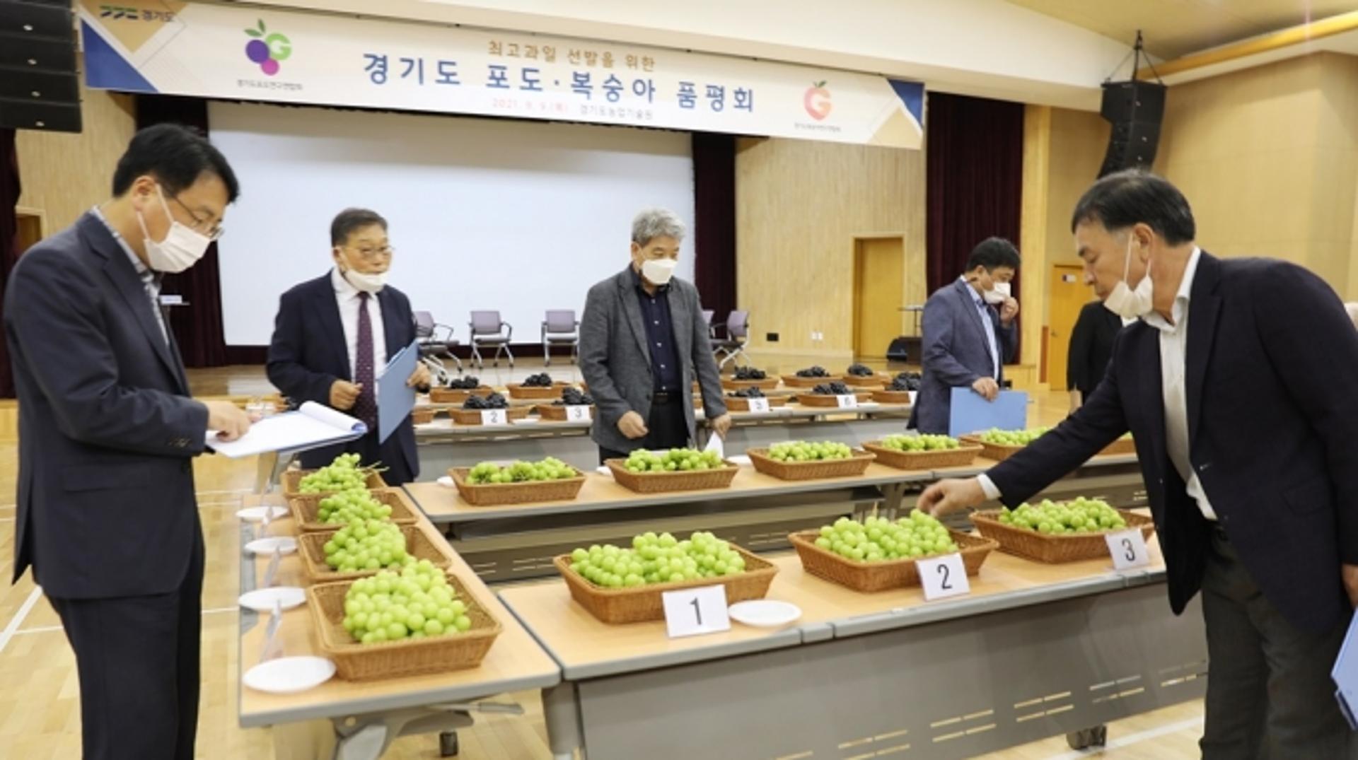 경기 최고의 포도·복숭아는?… 경기도 농기원, 화성 '거봉' 등 최고 품종 선정