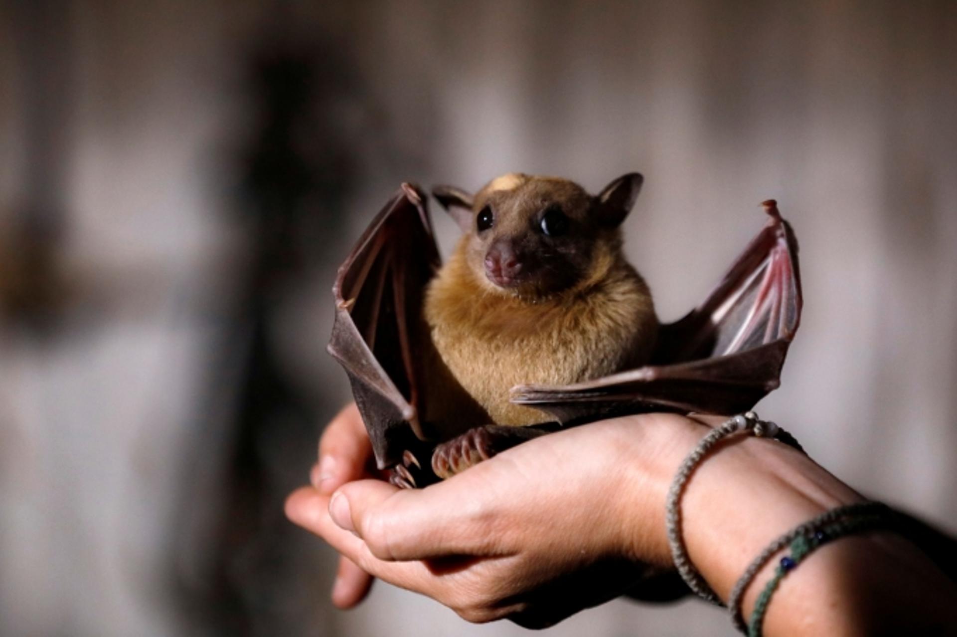 '치명률 75%' 니파 바이러스, 제2의 코로나19 되나?