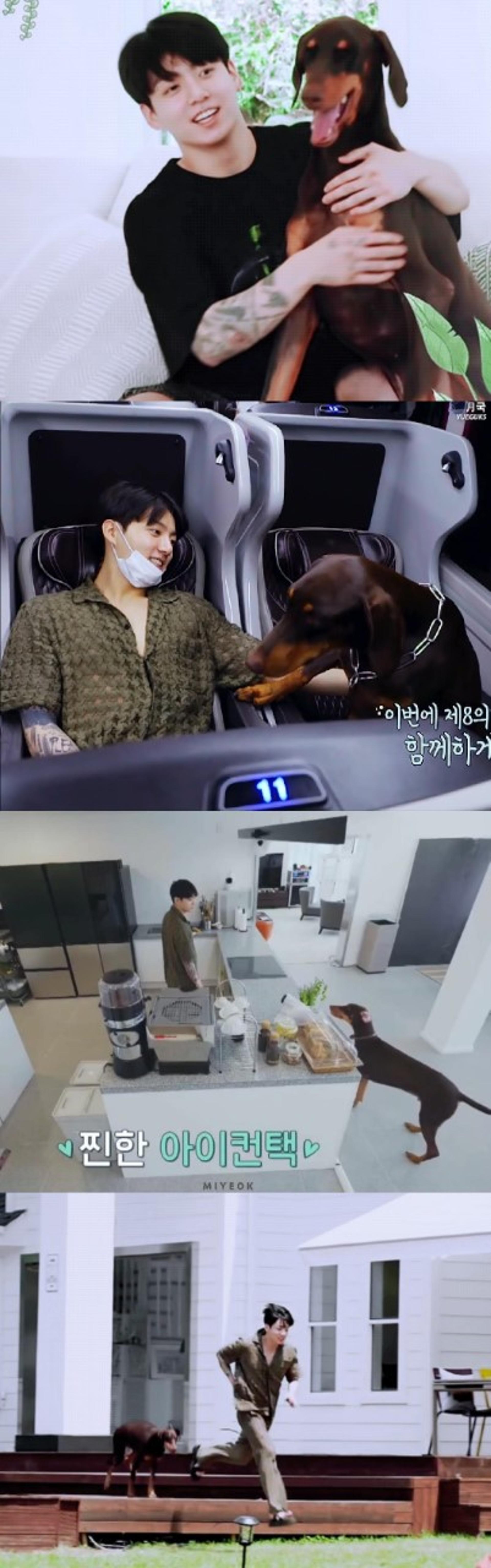 BTS 정국 반려견 '전 밤'… 도베르만인데 귀가 뾰족하지 않다?