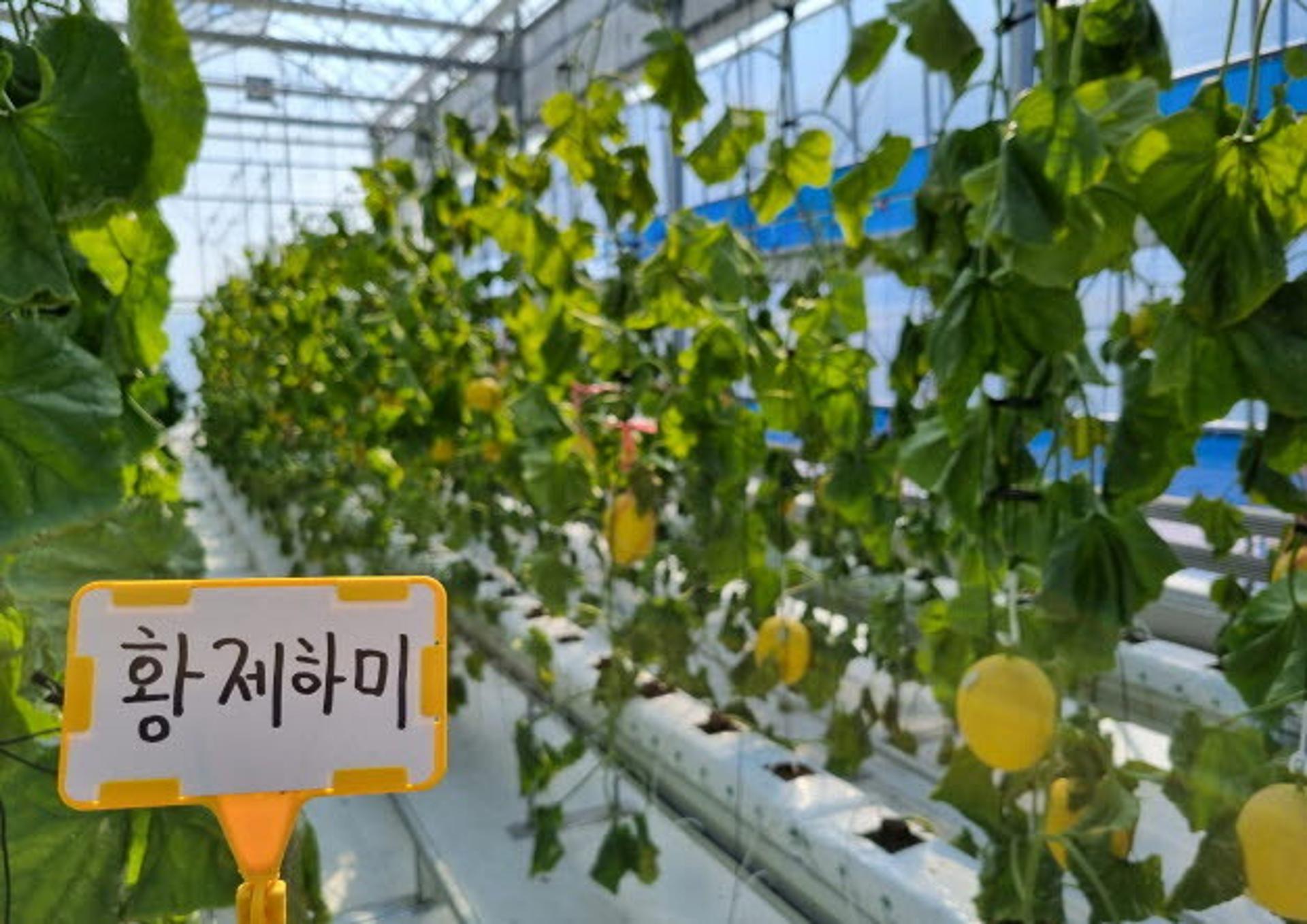 화성시, ‘멜론 품평회’로 농가에 멜론도입 확대 추진