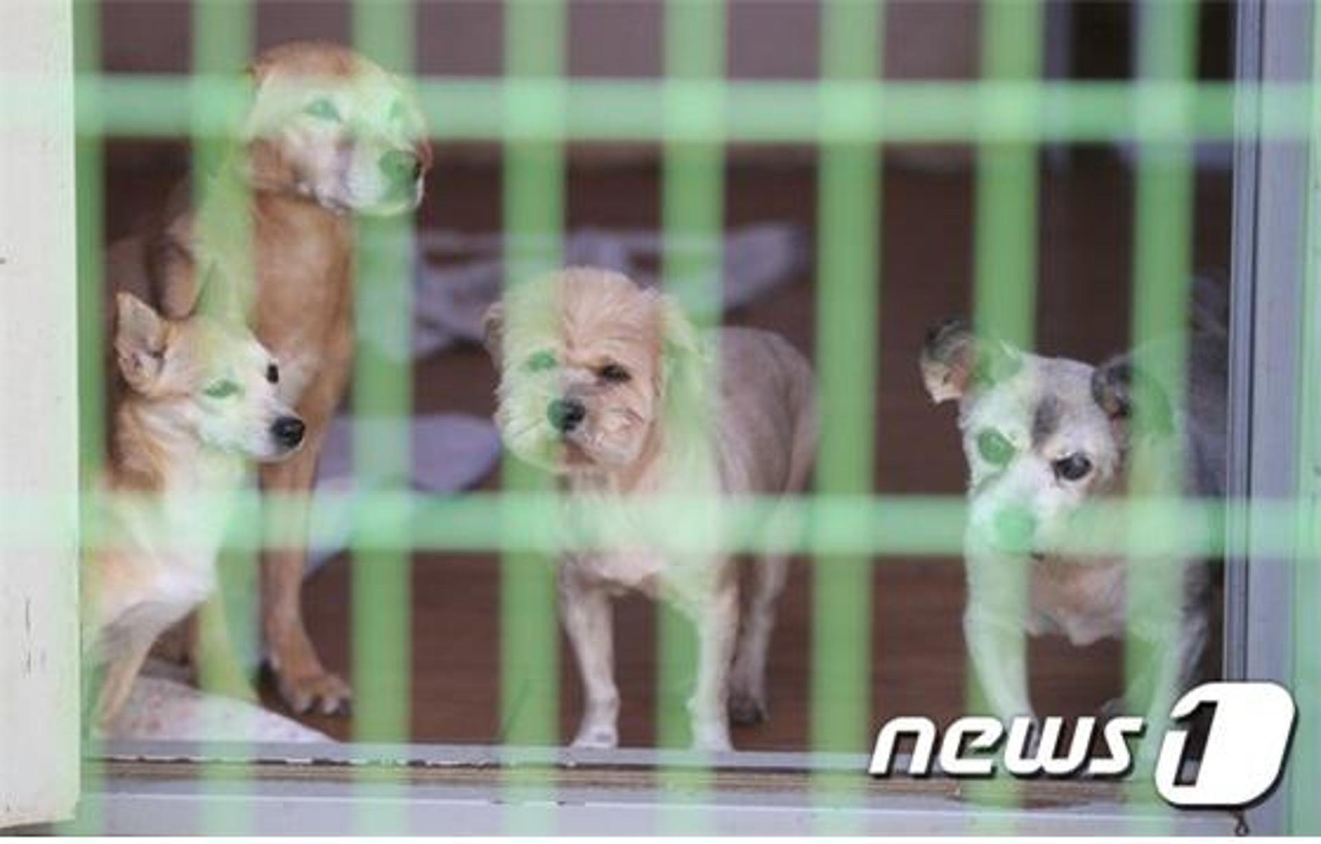 펫보험, 안 드는 게 좋다?… DB손해보험, 편견 깨기 나섰다