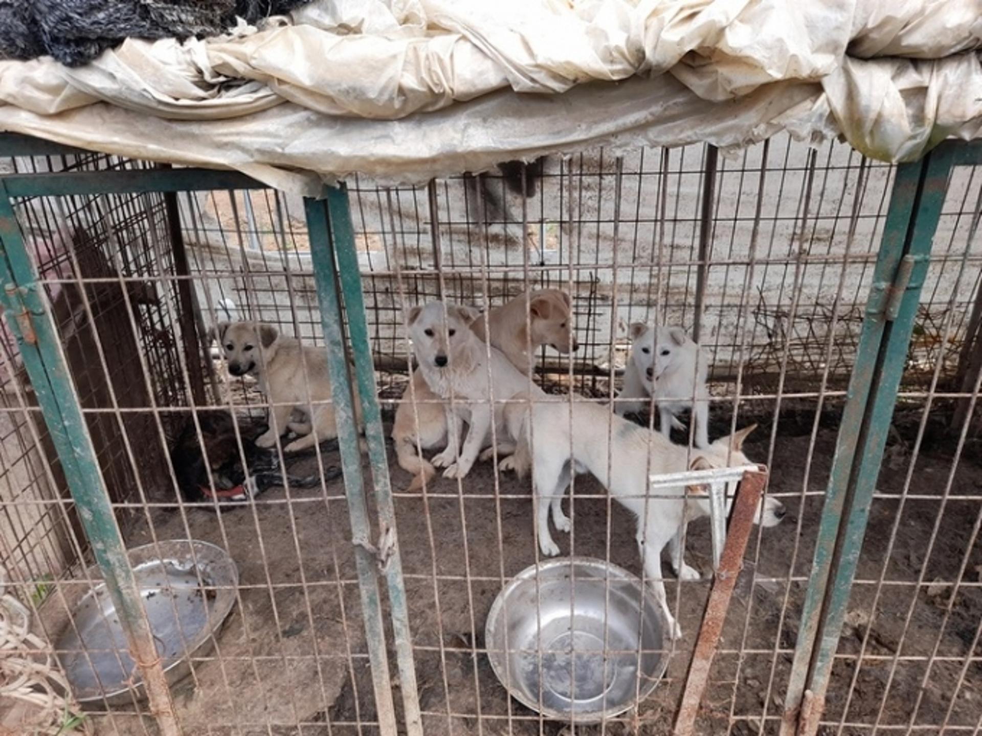 잔인한 도살에 무허가 번식까지…경기도 특사경, 동물 관련 불법행위 21곳 적발