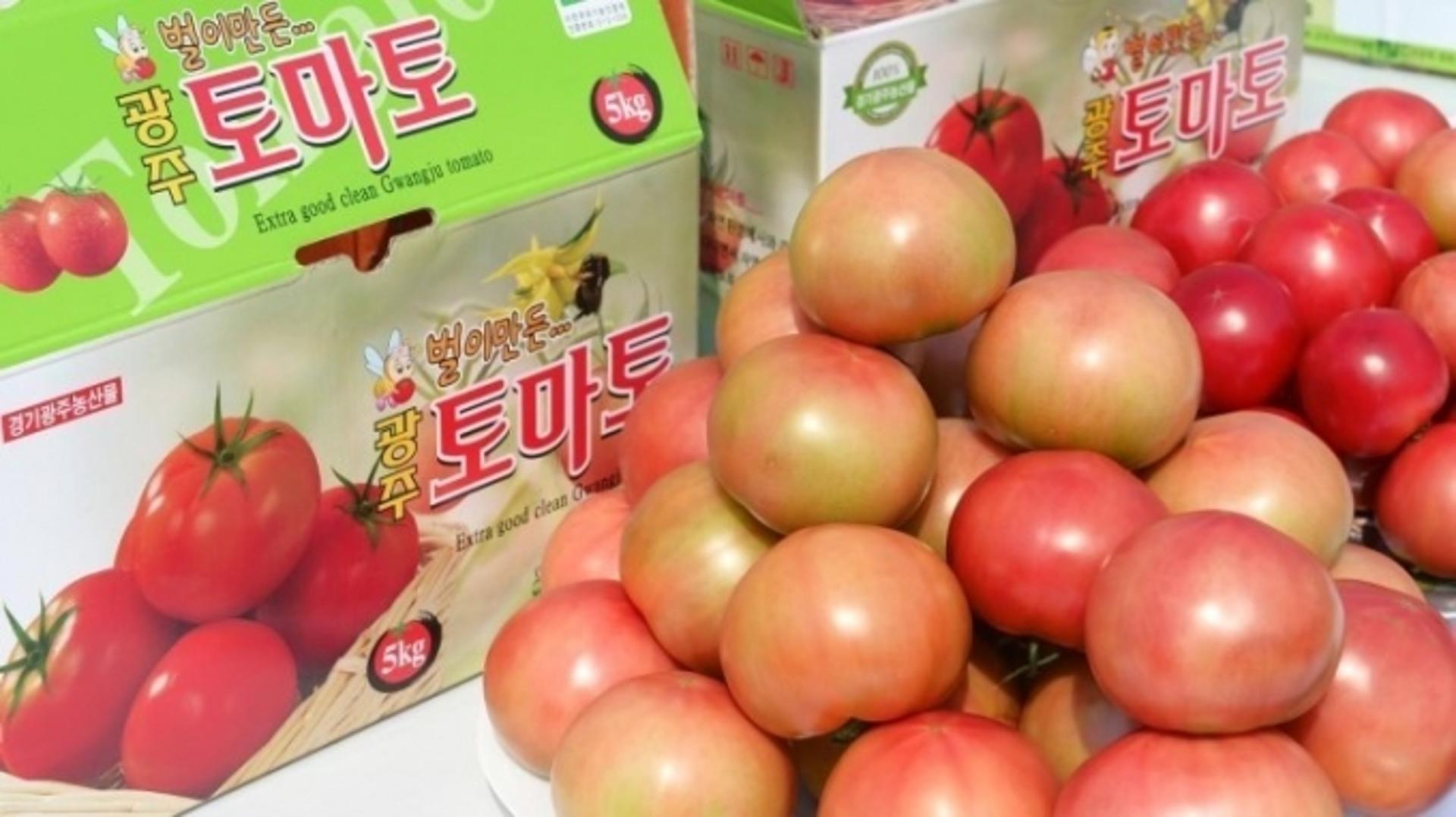 광주시, '퇴촌 토마토축제' 개최 않기로…토마토 팔아주기로 전환