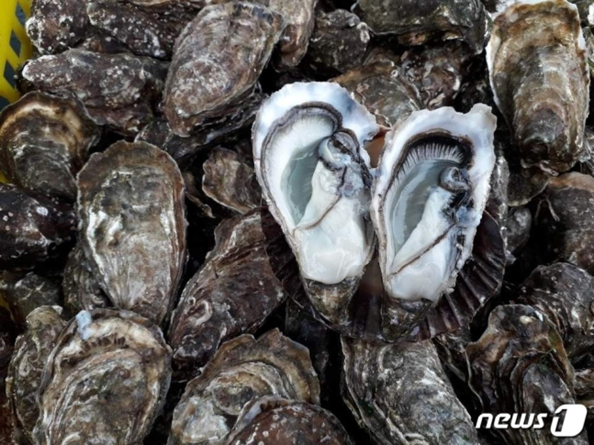 전남도, 친환경 개체굴 고부가가치 수출품 육성… 172억 투입