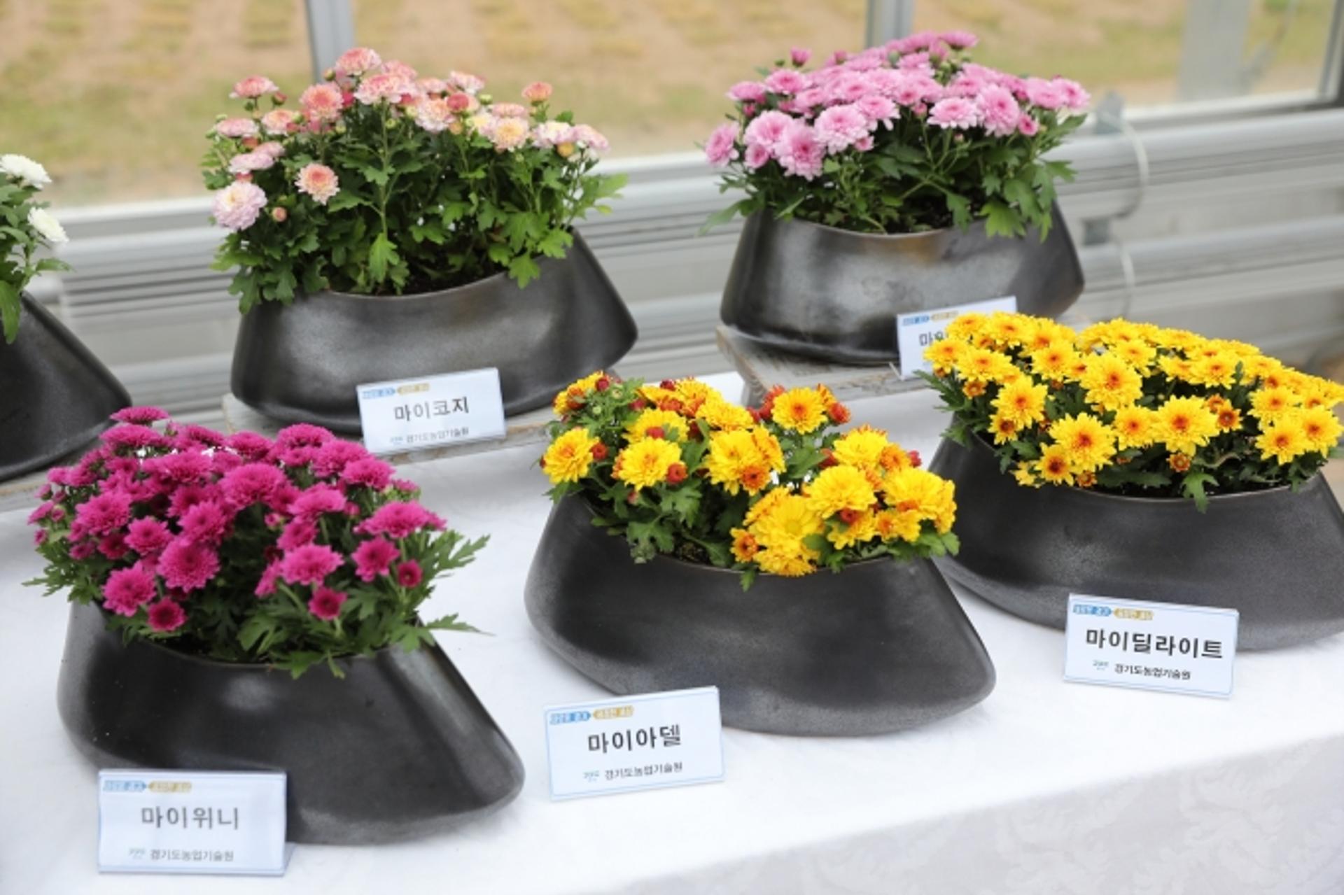 경기도 농기원, 자체 개발 '봄에 꽃 피는 국화' 본격 보급