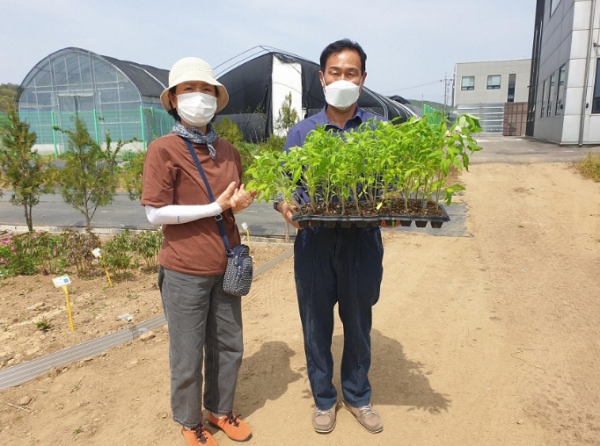 파주시, 고깔토마토 농가 실증재배 시험 추진