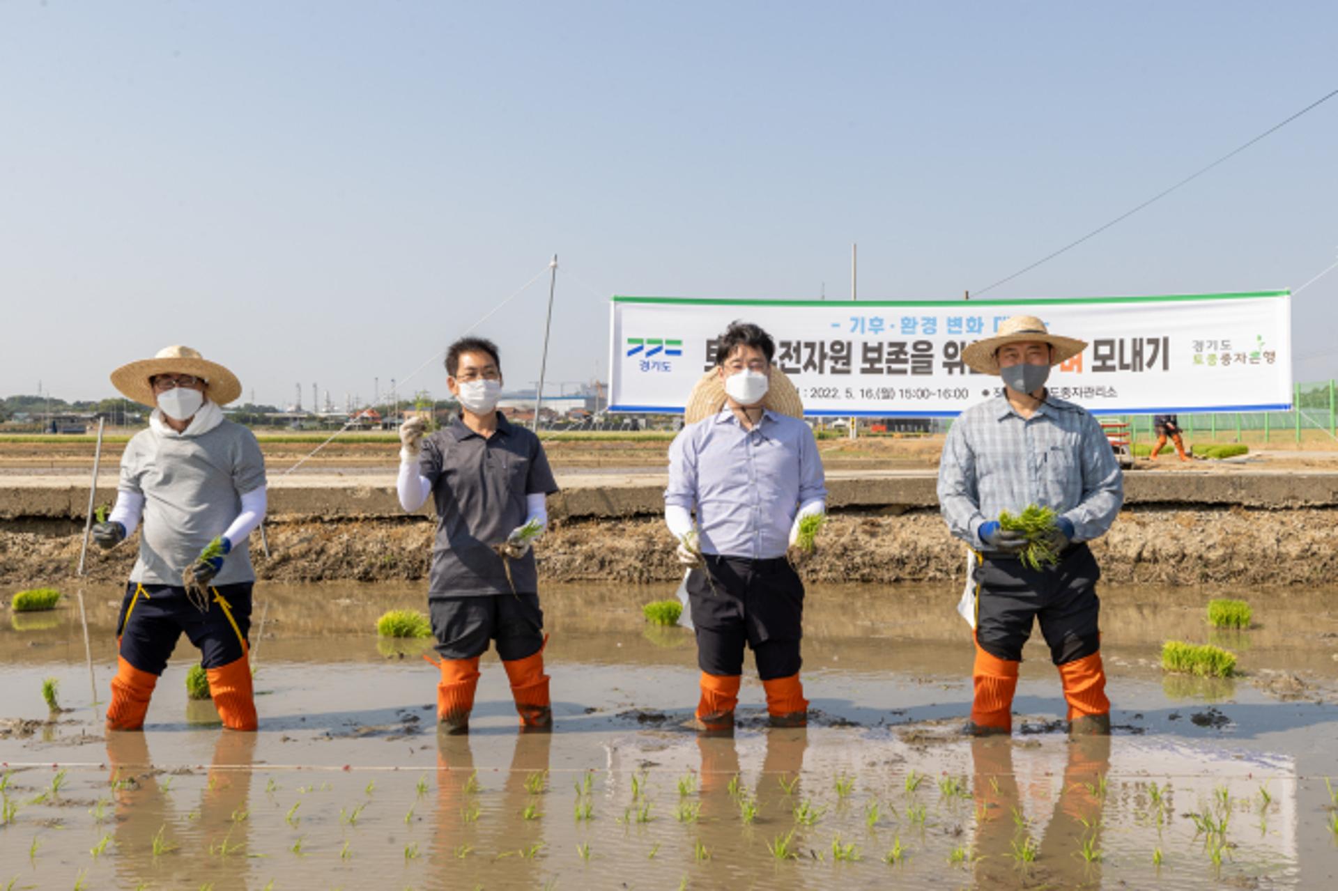 경기도, '토종 벼 모내기' 시연…토종자원 중요성 홍보