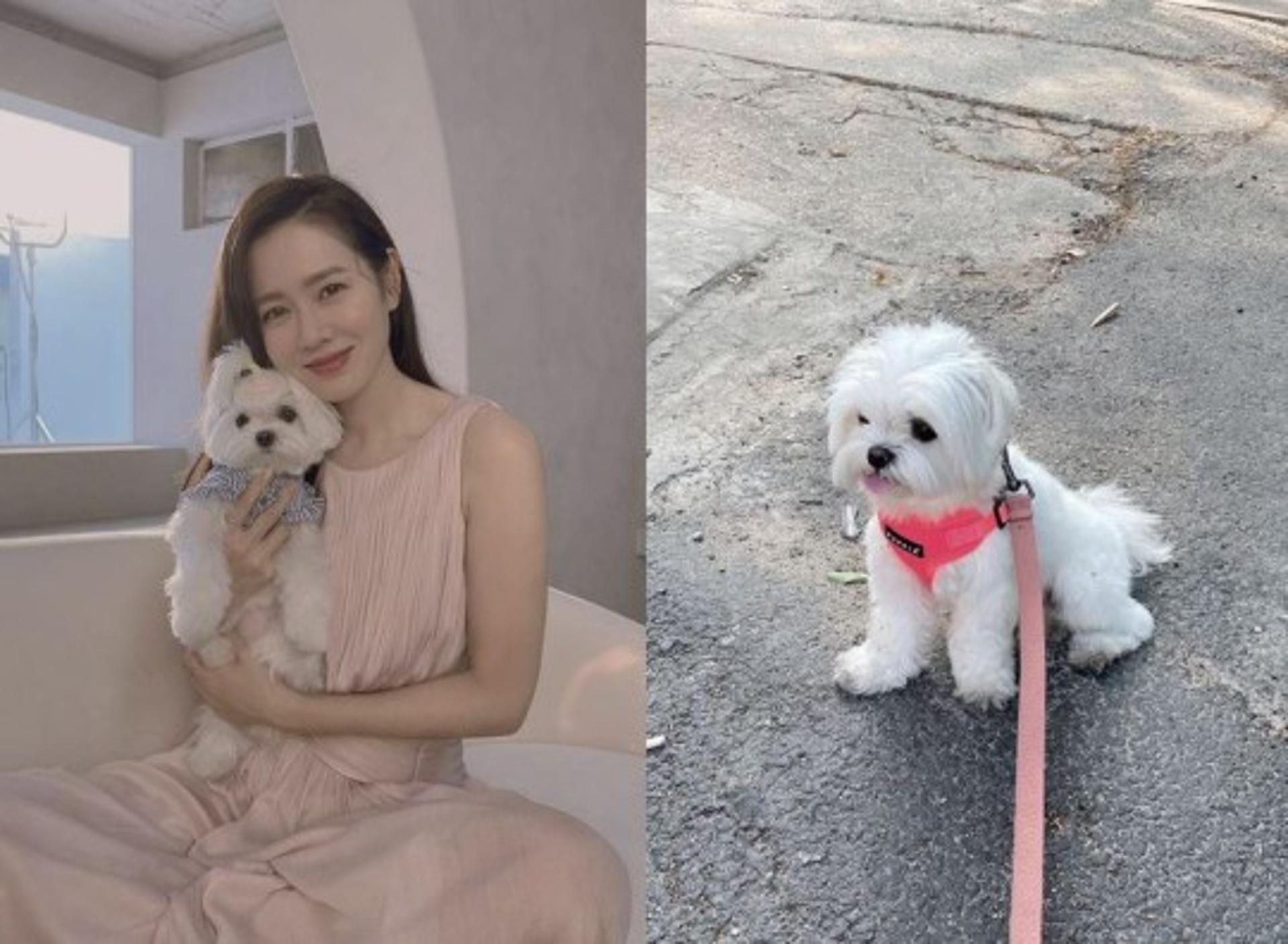 임신설 '현빈♥' 손예진, 키티와 함께한 신혼 일상보니?