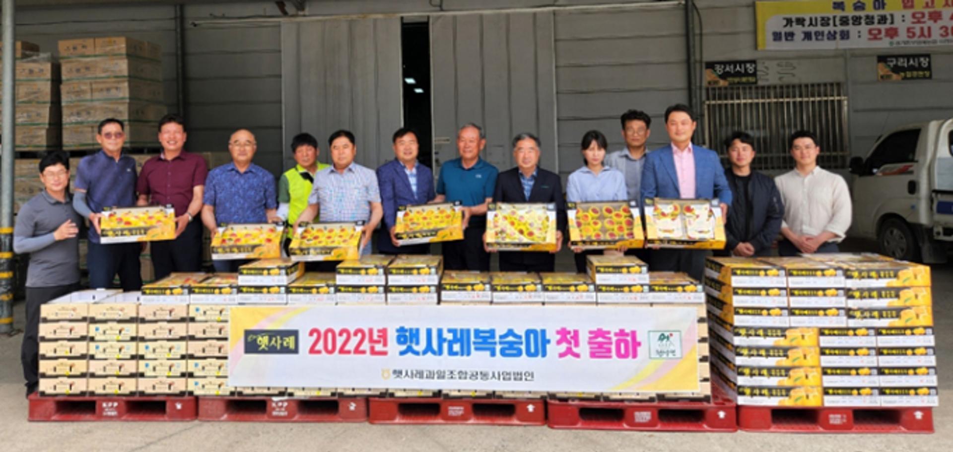 이천시 대표 농산물 '햇사레 복숭아' 첫 출하