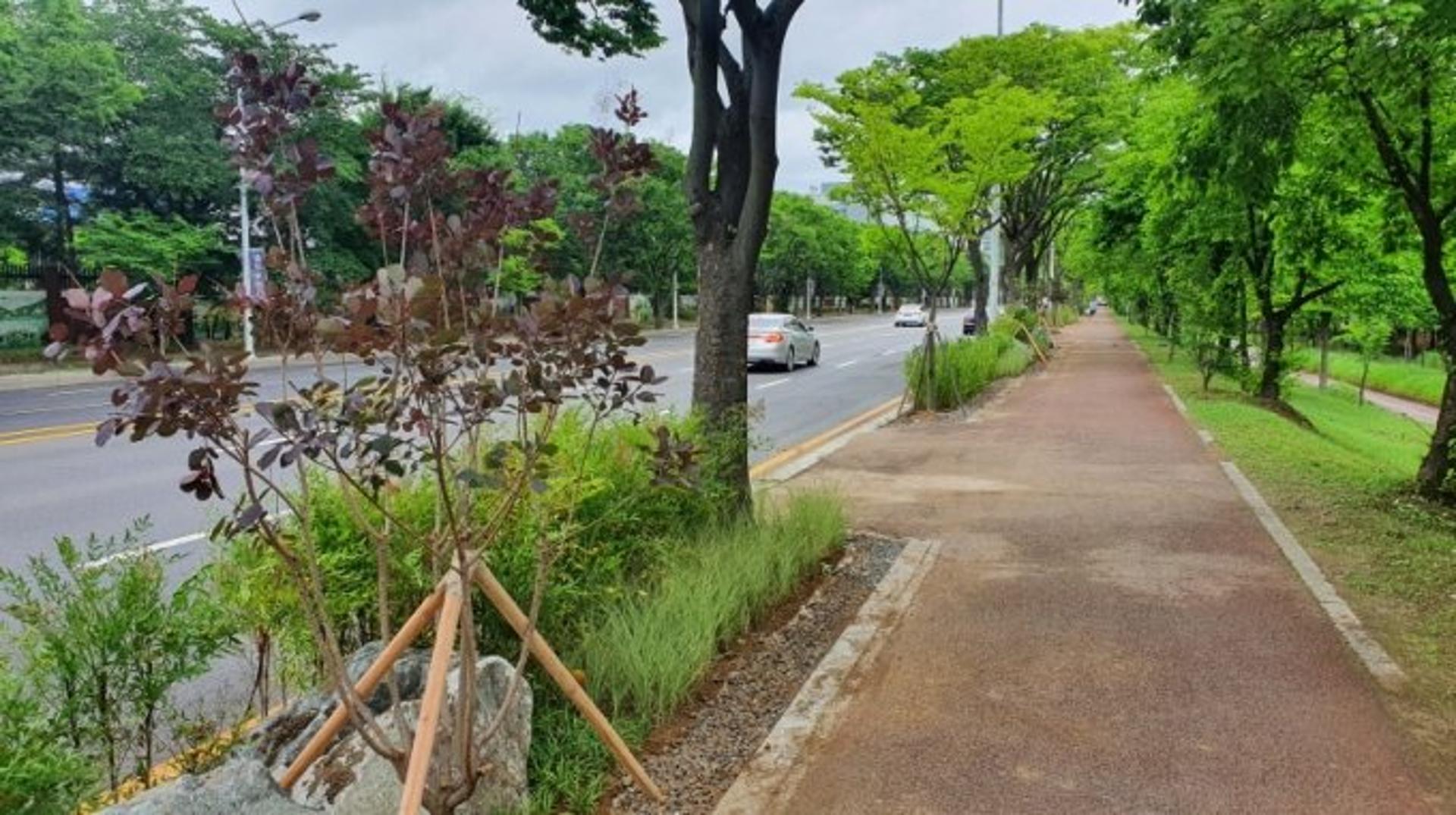 '빗물 모으는 가로숲길'…고양시 백마~곡산역 구간 조성