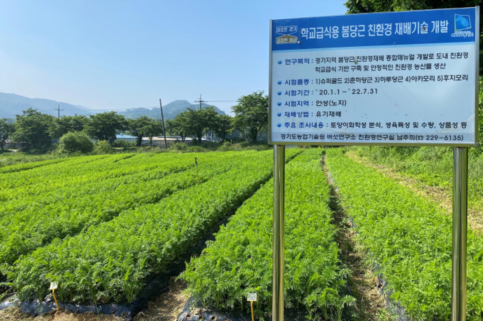 경기도 농기원, '봄 당근 품종 선발과 재배 기술' 지침서 발간·보급 추진