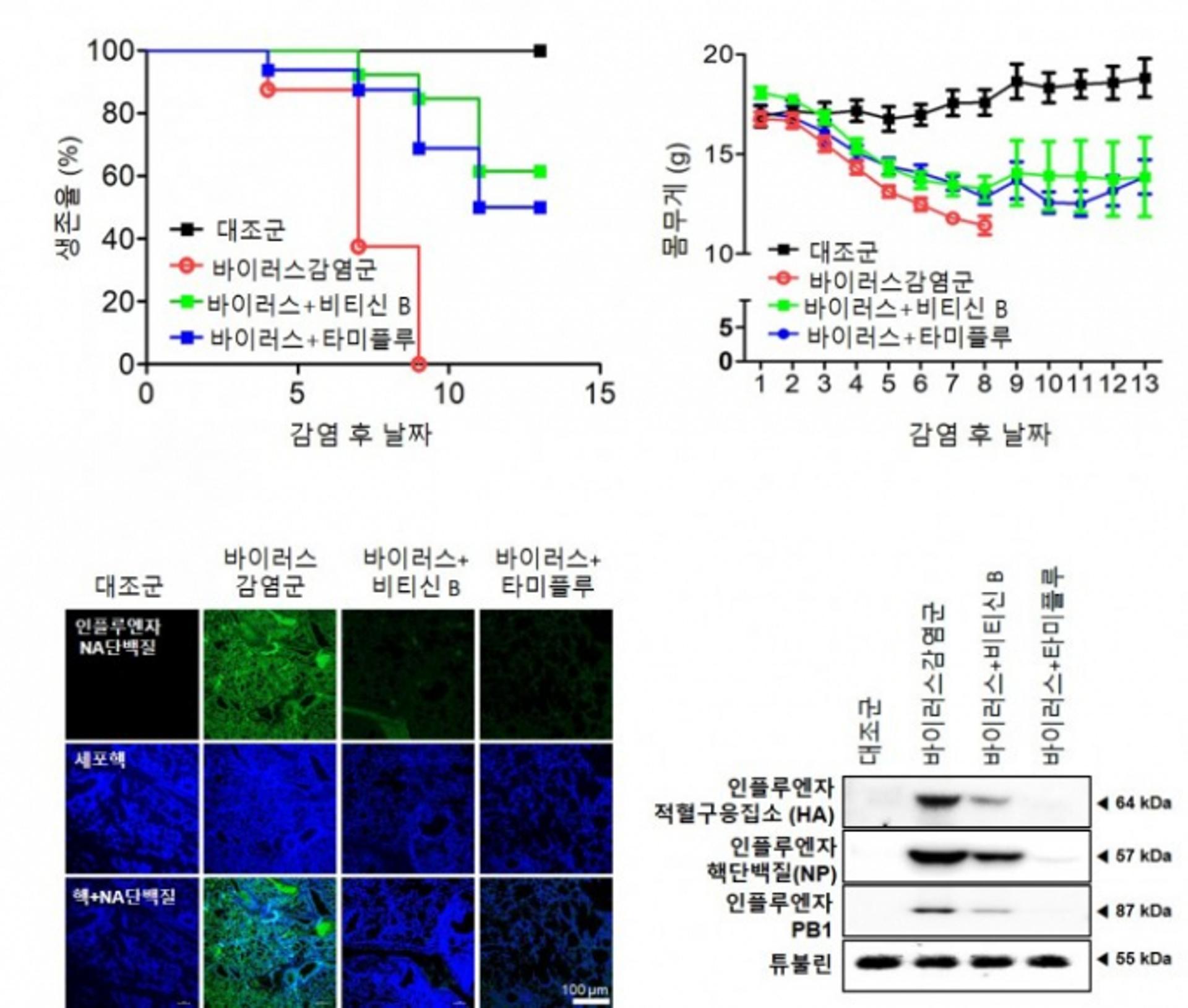 경과원 바이오센터, 한의약 기반 포도나무 줄기서 항바이러스 효과 확인