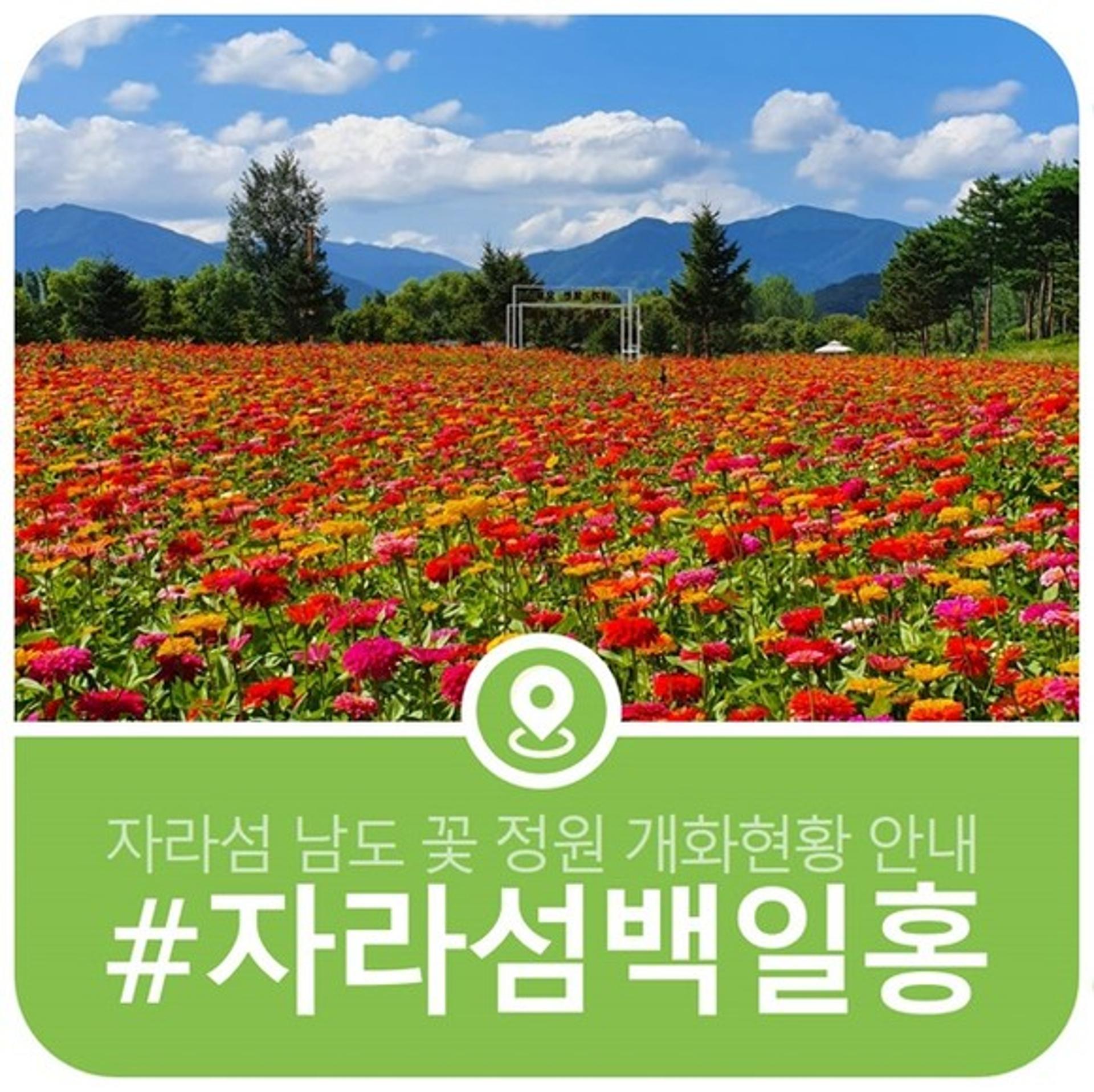 가평군, '자라섬 남도 꽃 정원' 오는 18일부터 개최…블로그에서도 공유