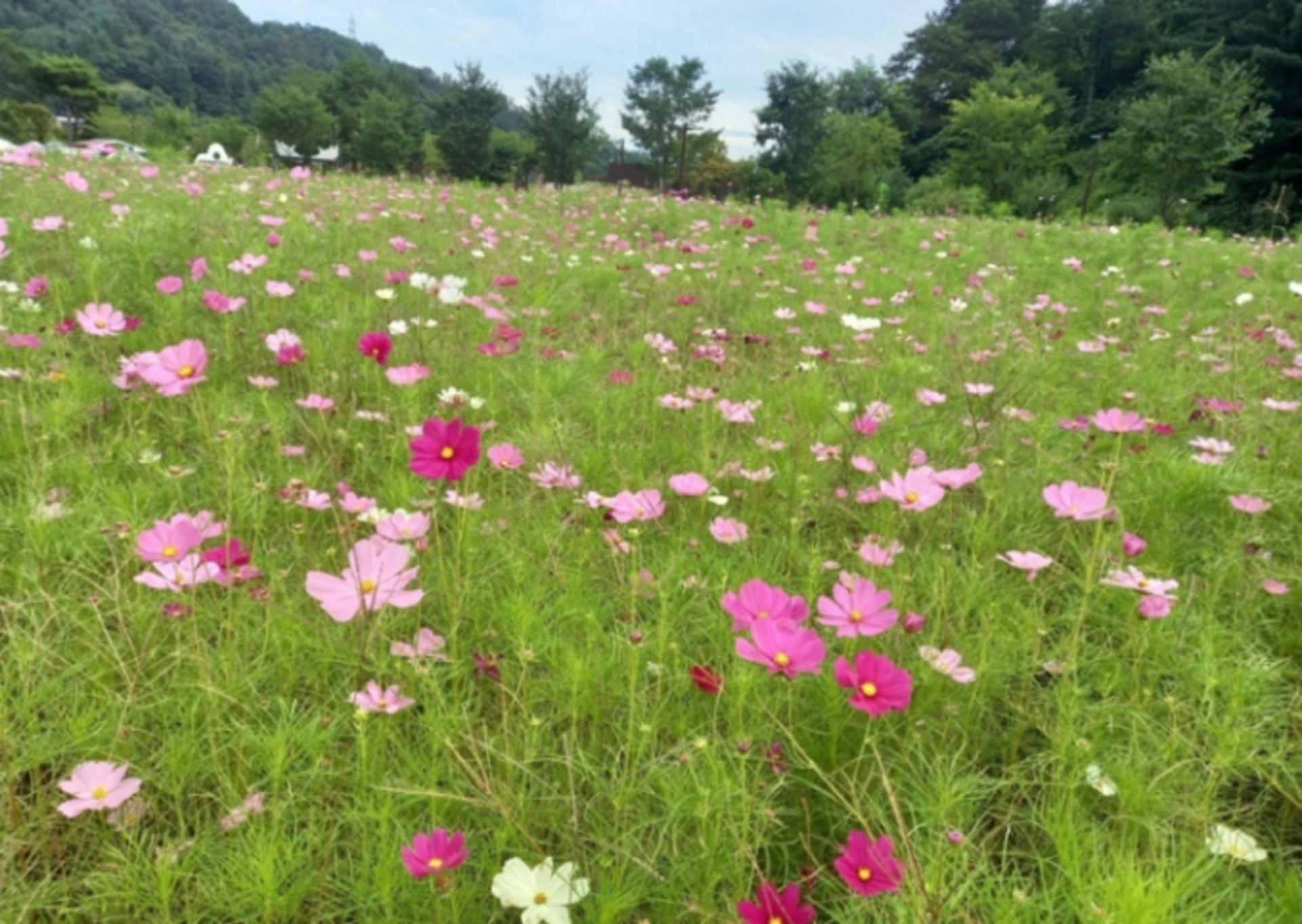 경기도 "'연인산 코스모스 정원'에서 특별한 추억 만들어요"