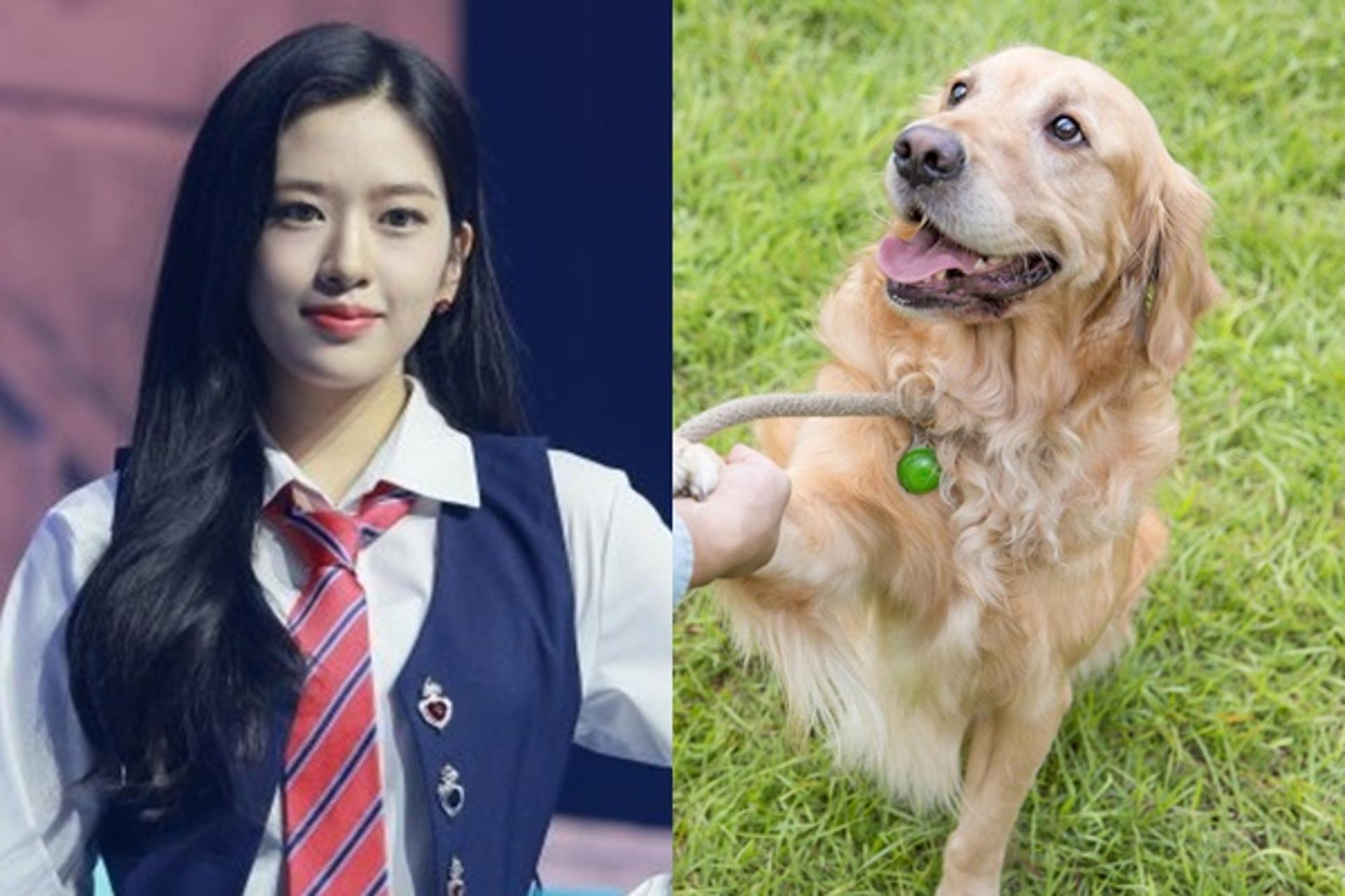 '아이브' 안유진 별명= '골든 레트리버'… ○○○ 때문?