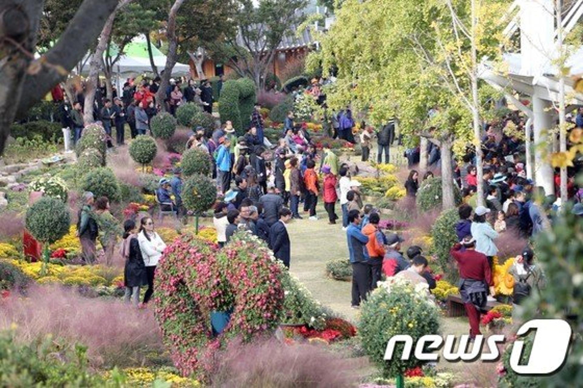 '국향·달빛 주제' 영암 월출산 국화축제 오는 29일 개막
