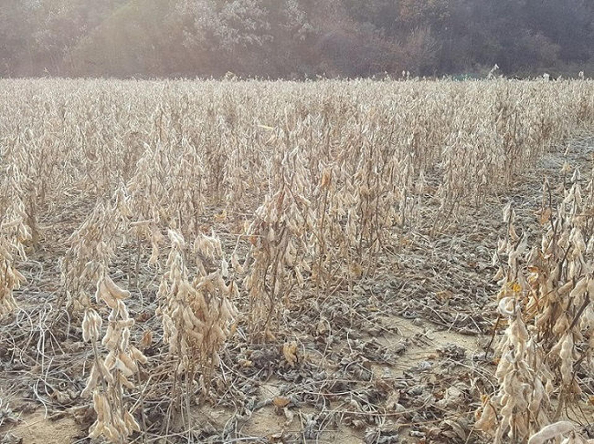 파주시, 파주장단콩 생산이력제로 소비자 신뢰도 '쑥쑥'
