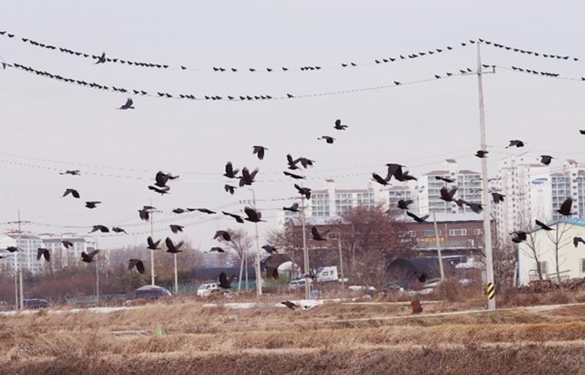 수원시, 떼까마귀 분변 AI검사 결과 '음성'