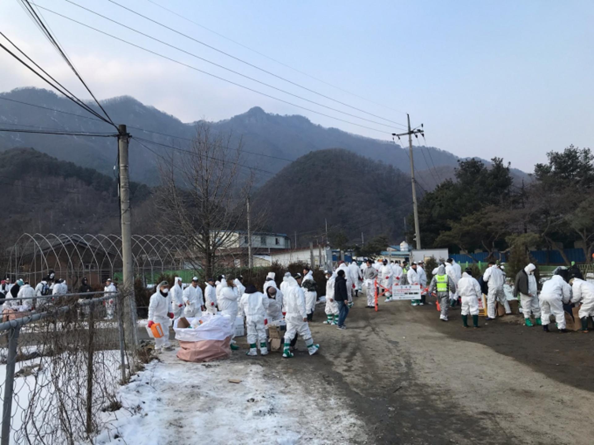 경기도, 포천 아프리카돼지열병(ASF) 발생 관련 확산 차단에 총력