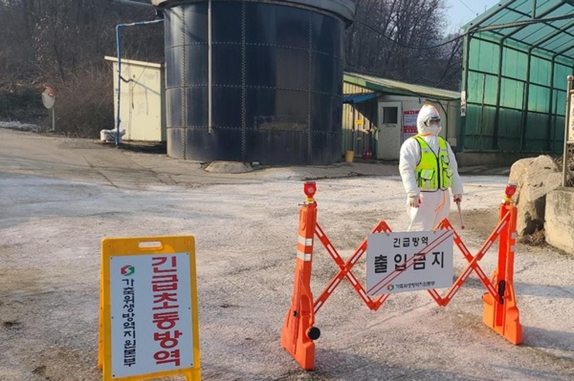경기도, 아프리카돼지열병(ASF) 발생…수평전파 차단 총력 대응