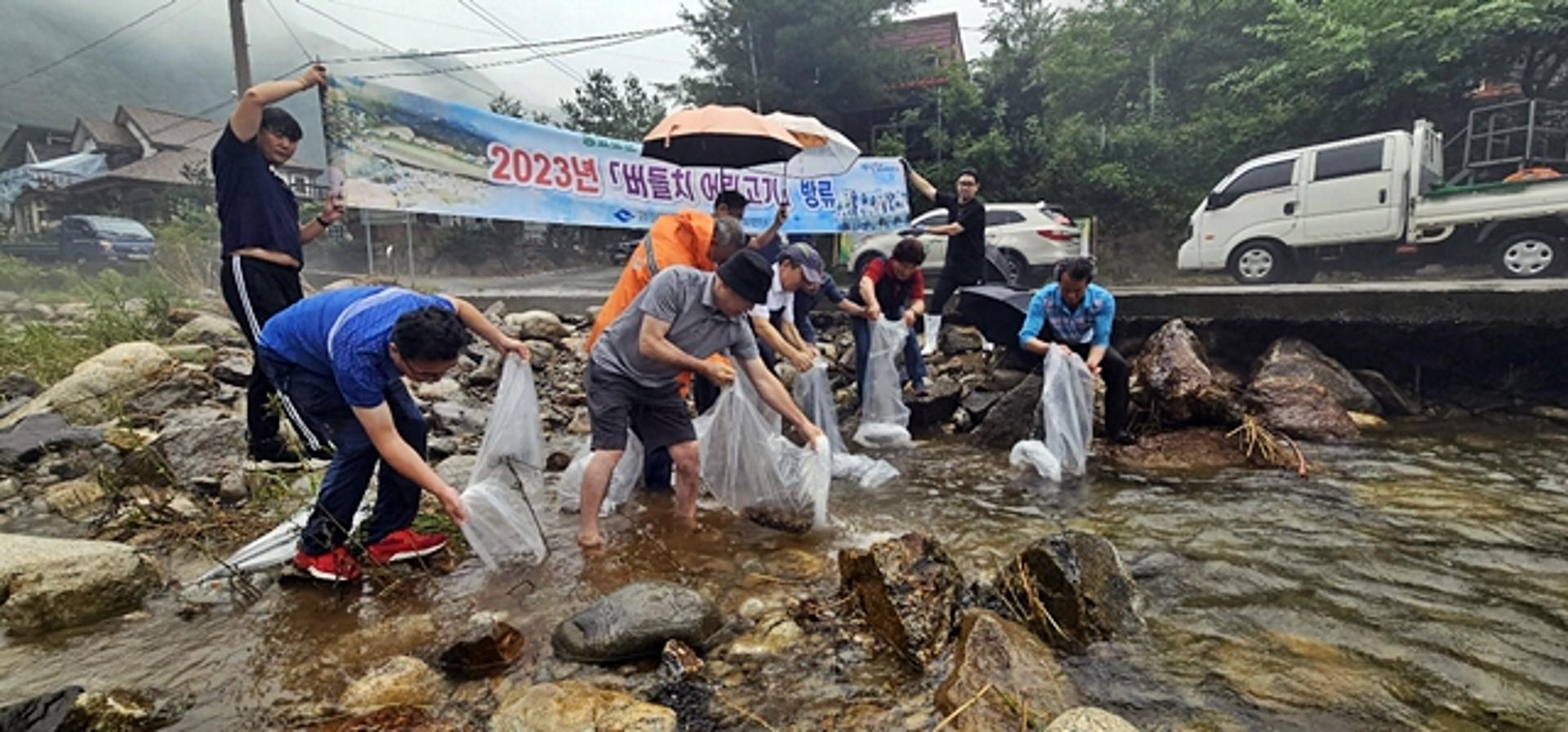 봉화군, 낙동강지류에 버들치 어린고기 2만마리 방류