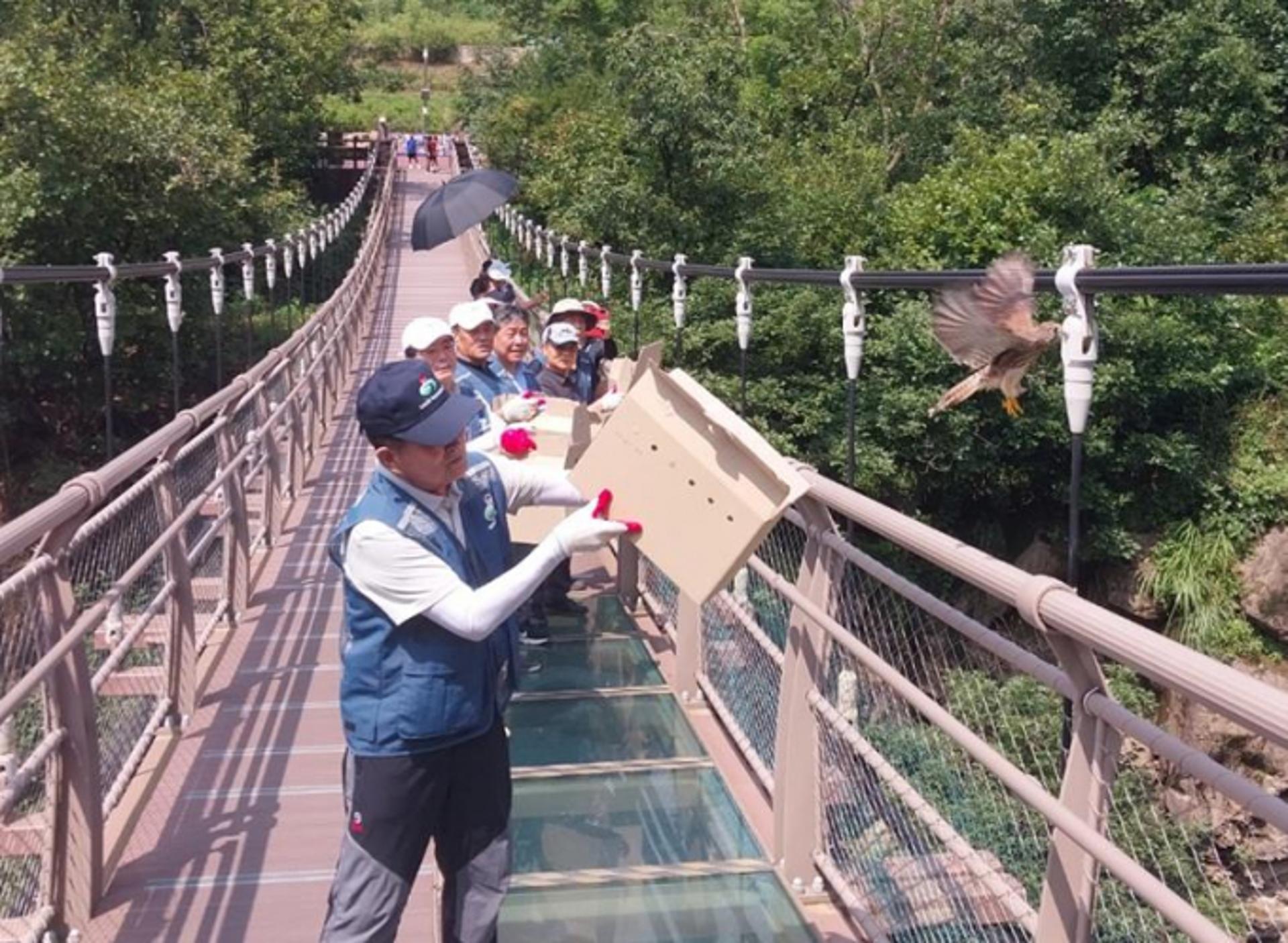 경기도, 천연기념물 황조롱이 8마리 '자연 품으로'
