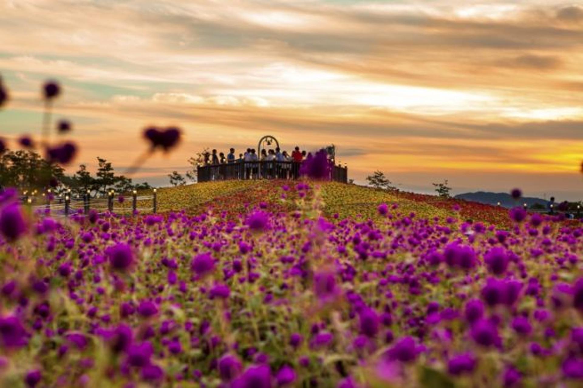 가을 바람에 불어오는 천일홍 향기…'양주 천만송이 천일홍 축제' 18~24일 개최
