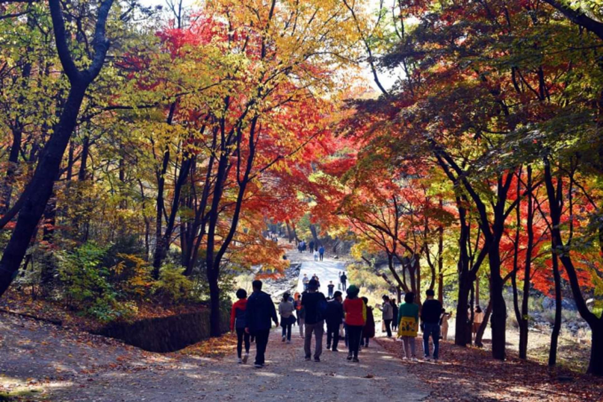 가을 단풍 즐겨요…안양시, 서울대 관악수목원 21일부터 개방