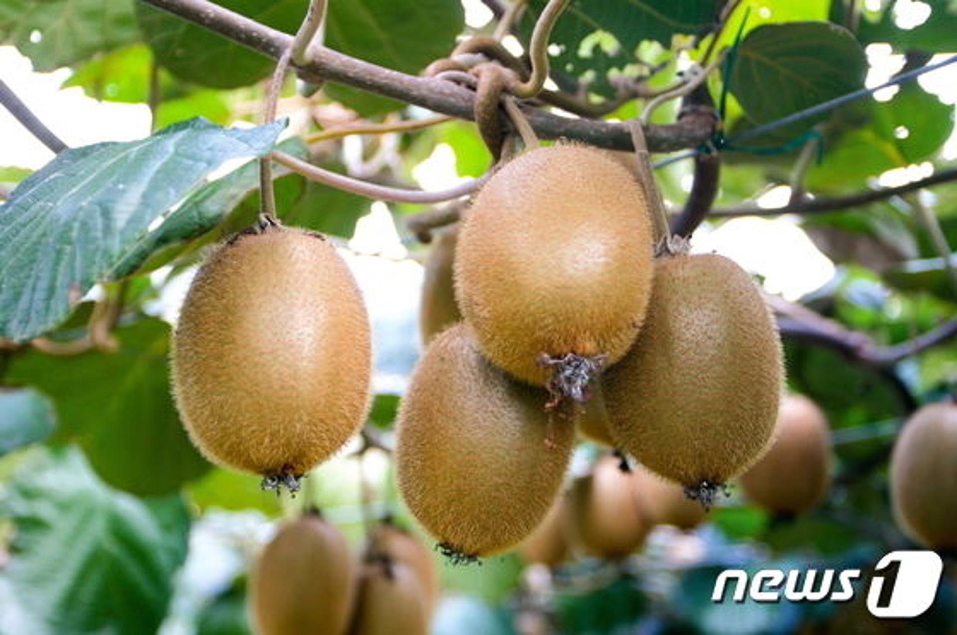 '맛과 향·미네랄 풍부' 고흥 키위 본격 출하