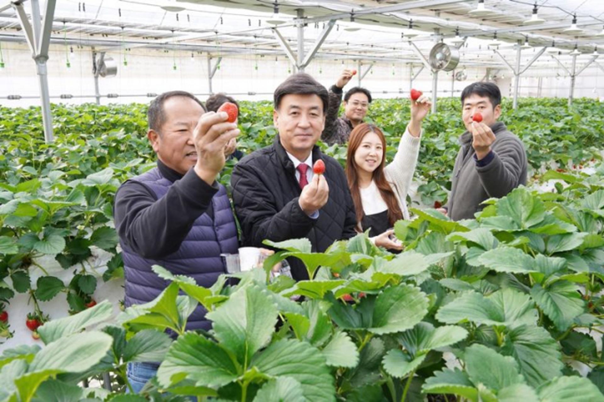 "고품질 '수수락 딸기' 맛보세요"…광주시, 수확체험 개설