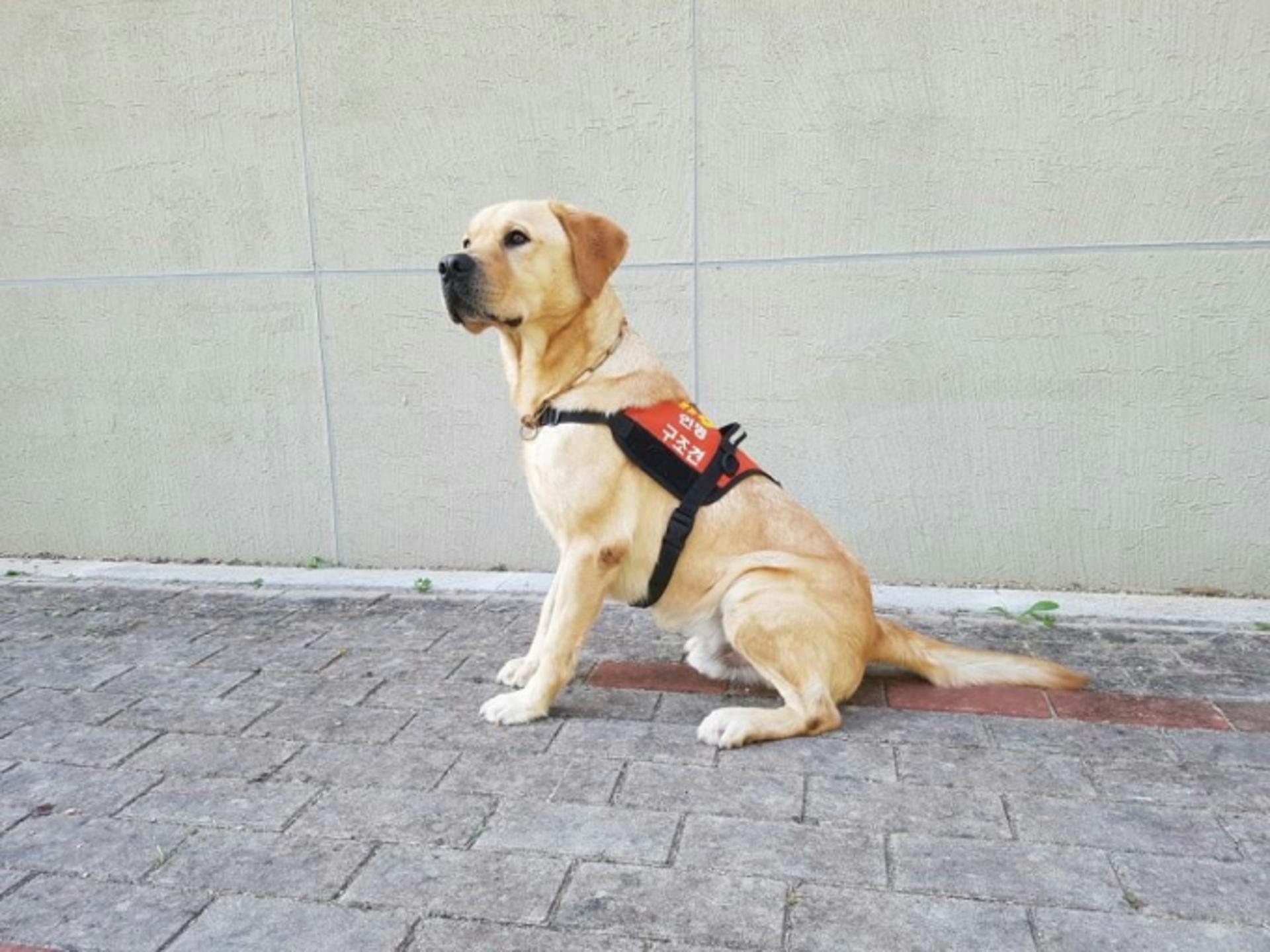경기도 119 구조견 '아롱', 9명 살리고 은퇴…"새 주인 찾습니다"