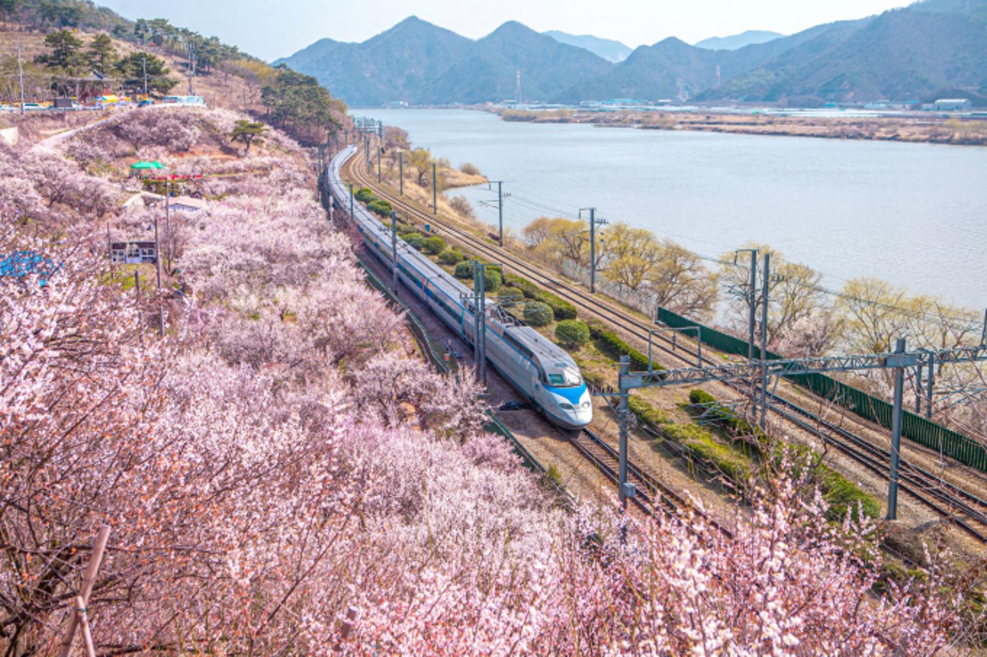 KTX 타고 '양산 원동매화+물금 벚꽃 축제' 구경가자
